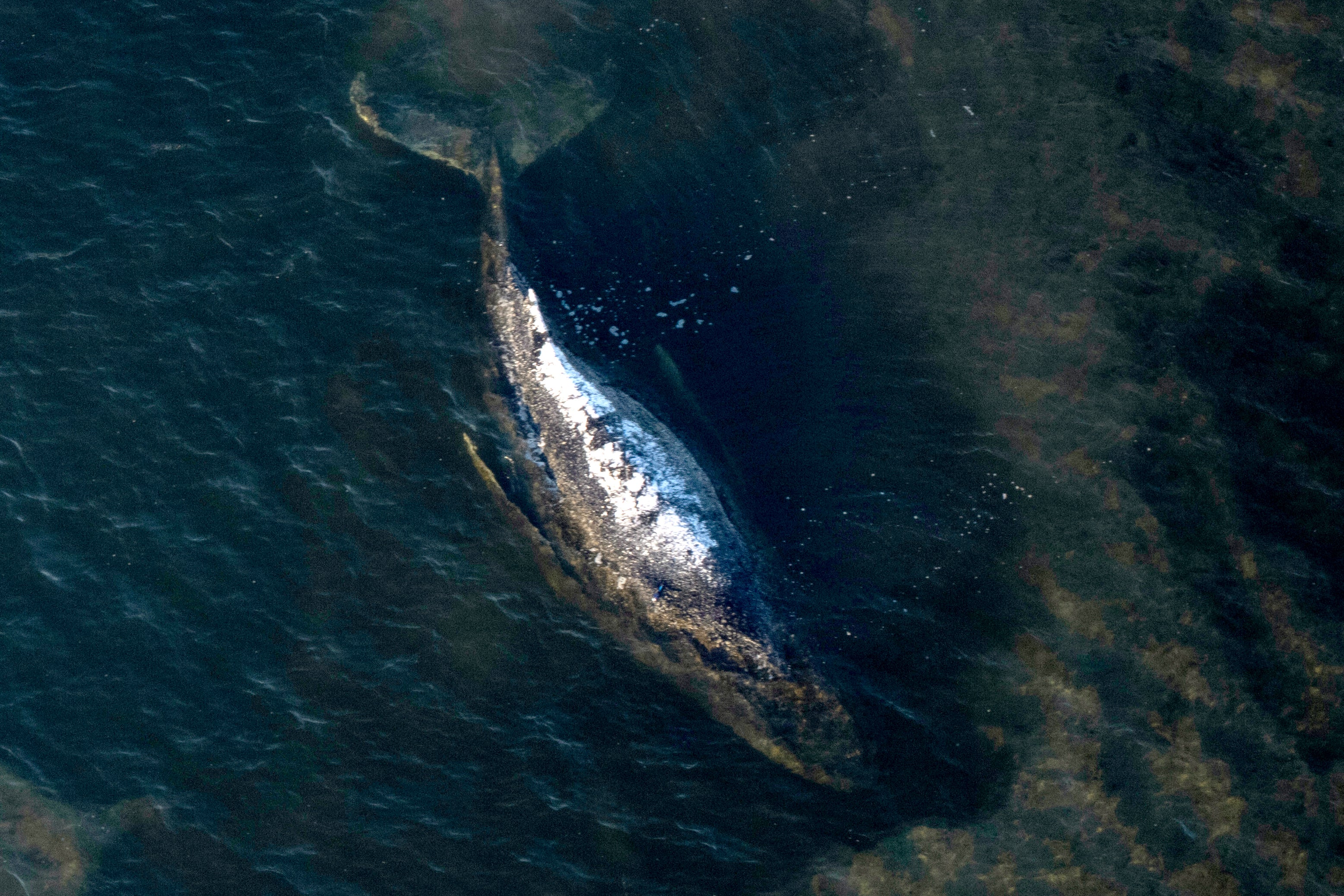 The humpback whale lays in a washed-out tub off the island of Poel, Germany, April 22, 2026. (Philip Dulian/dpa via AP, File)