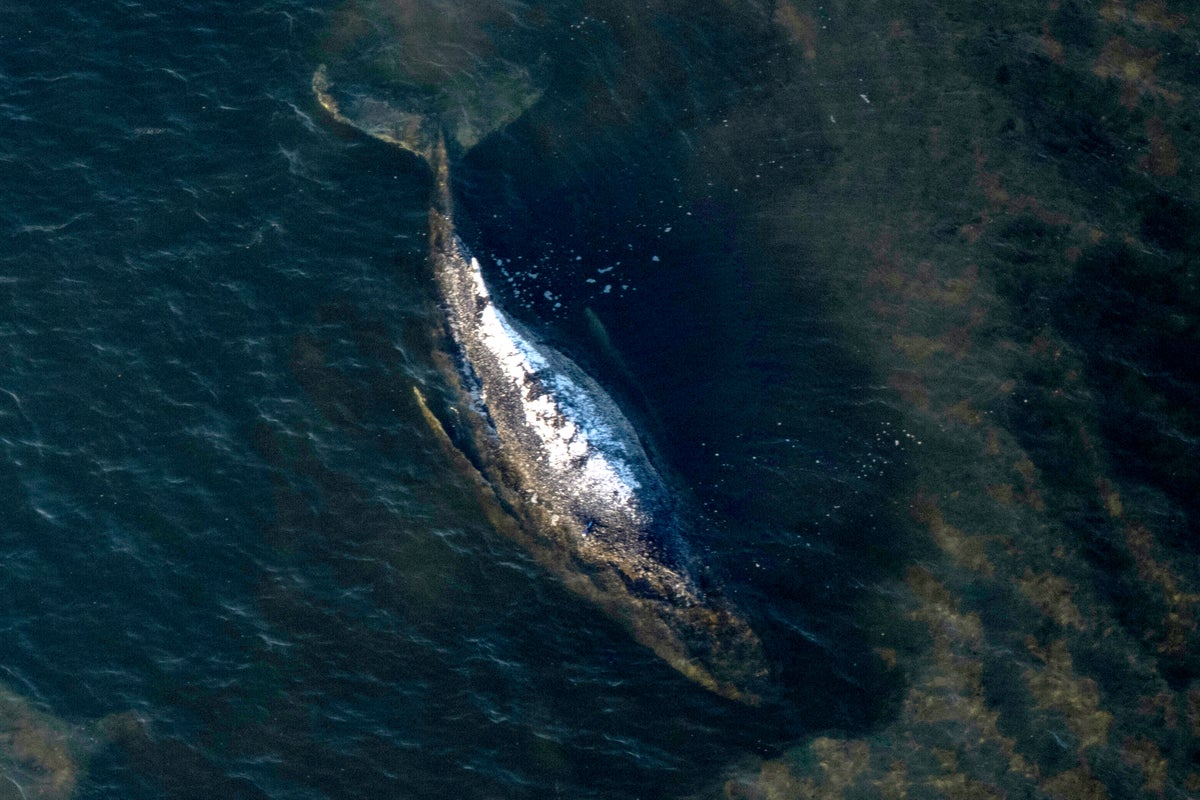 Dead humpback whale brought to shore in Denmark with autopsy set next week