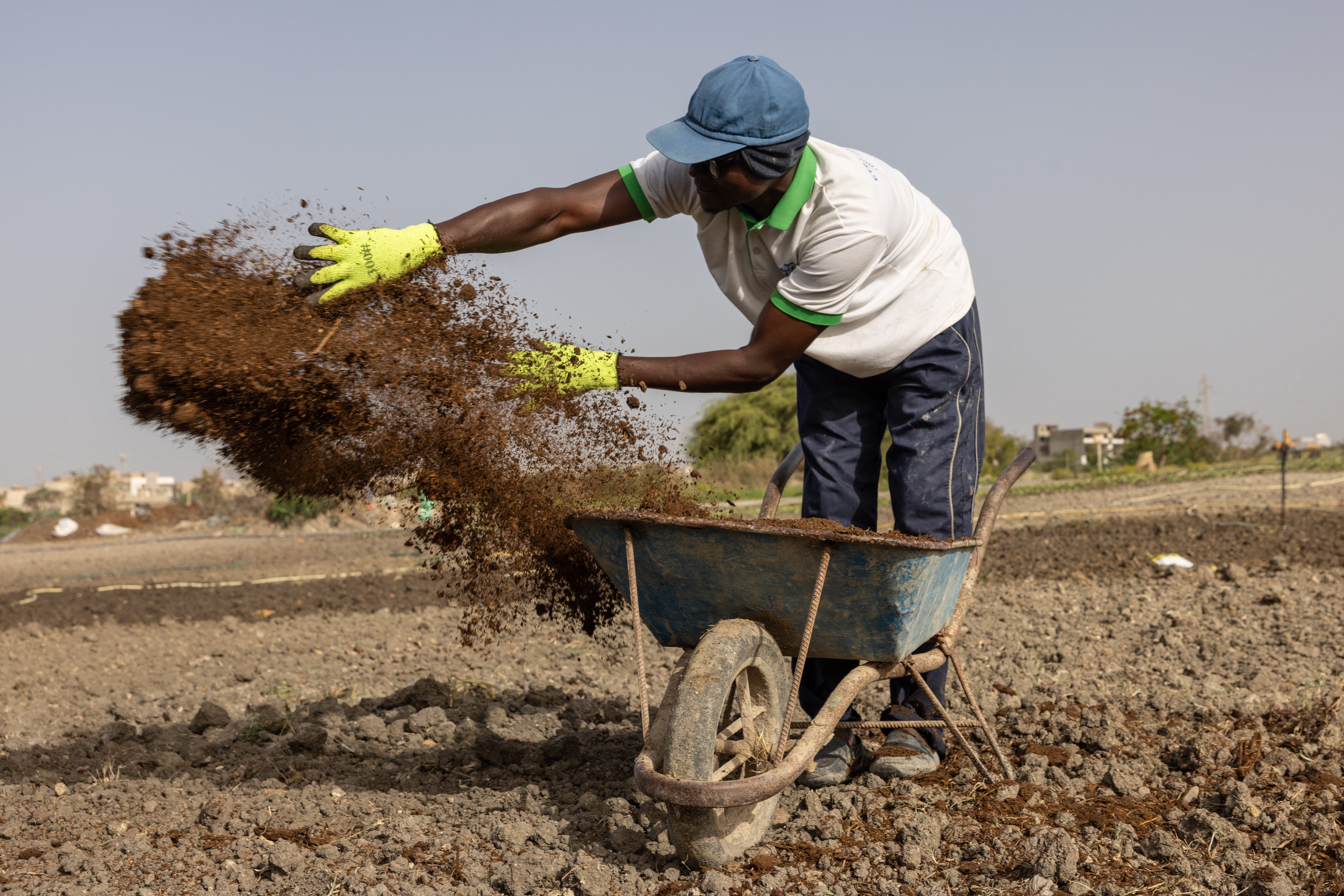 independent.co.uk - Jack Thompson - Iran war forces farmers seek fertilizer alternatives from cow dung to compost