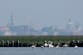 Flamingos flock to Venice in record numbers as wetlands are restored