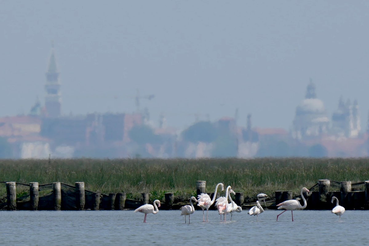 Flamingos flock to Venice in record numbers as wetlands are restored – UK Times Flamingos flock to Venice in record numbers as wetlands are restored – UK Times