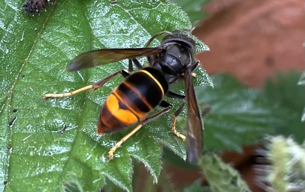 Asian hornets reported across the UK as summer temperatures rise