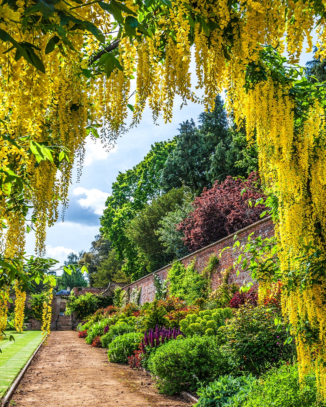 Yellow wisteria at the Walled Garden of Bowood House & Gardens