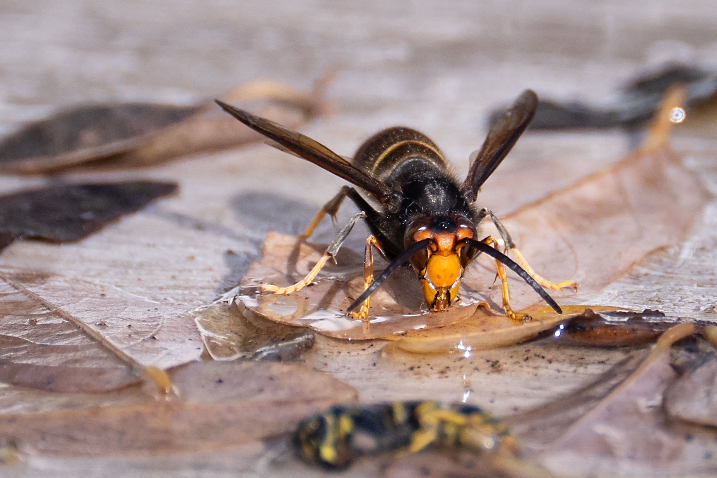 Warning issued over invasive Asian hornets after nest discovered in Somerset