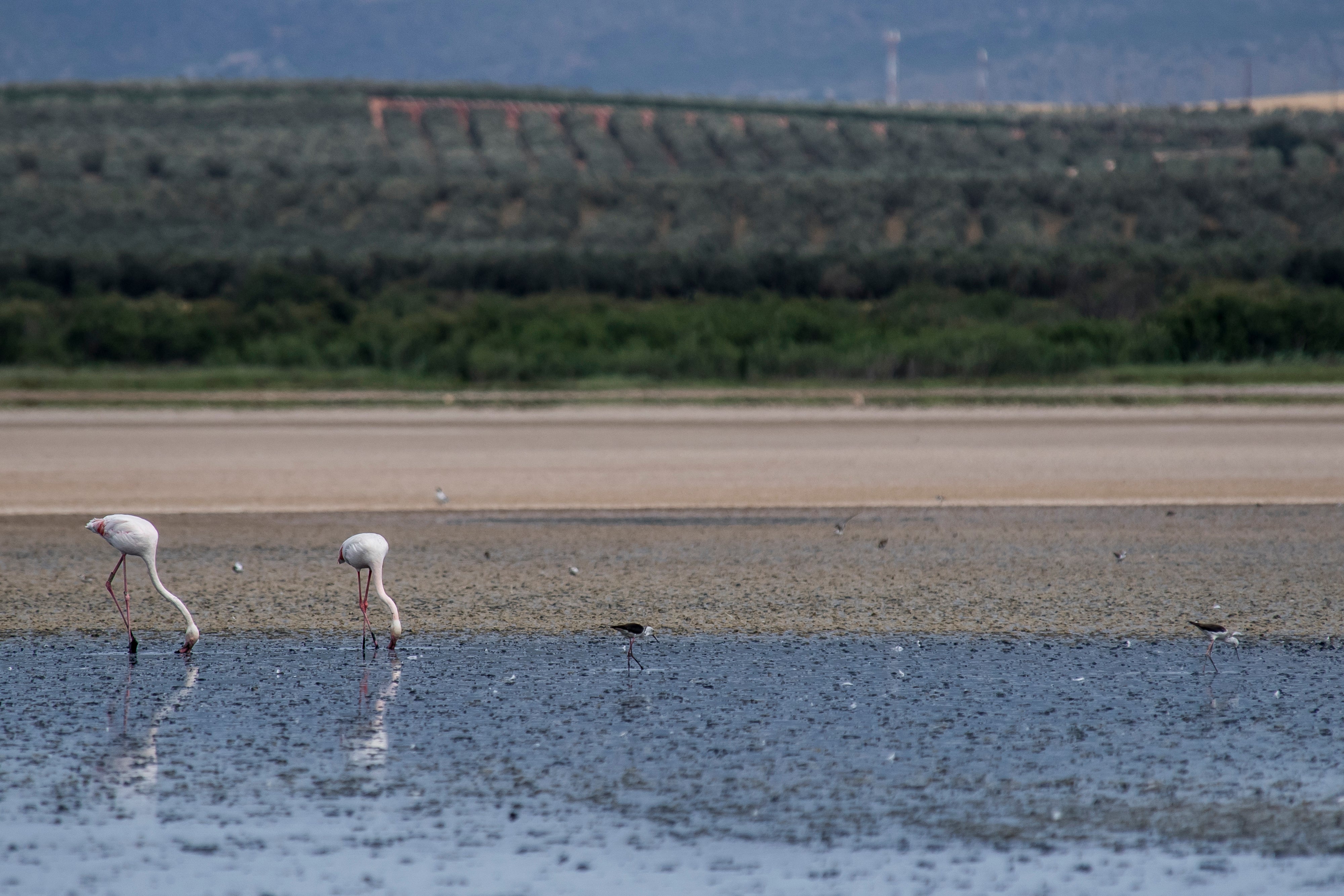 Flamingos feed in Fuente de Piedra, Spain