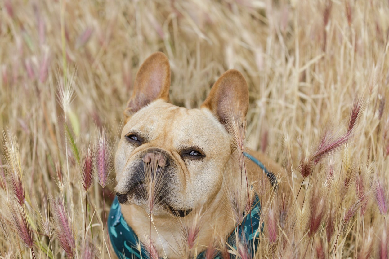 The dangerous garden weed pet owners should watch out for this summer 
