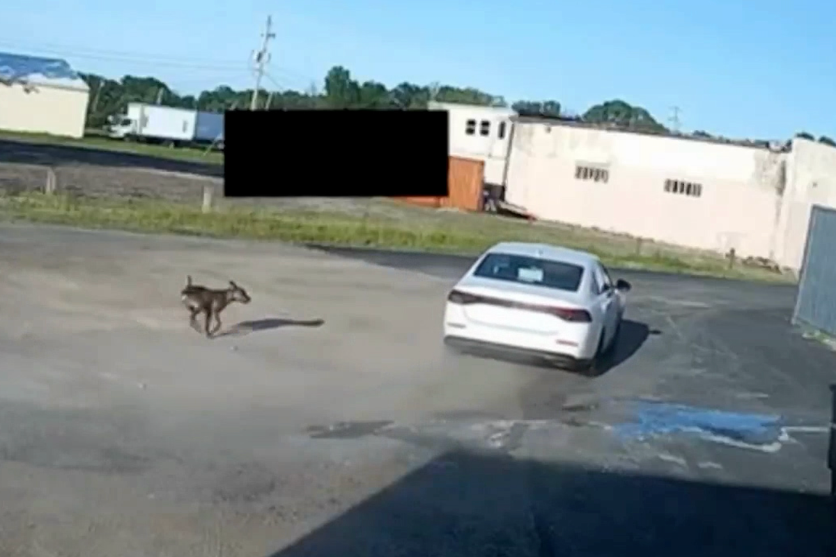 Why Emotional Outrage Over Viral Pet Abandonment Videos Is Hindering Real Animal Welfare