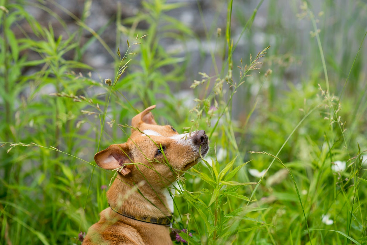 Grooming your pet regularly may help catch foxtails before they burrow into the skin.