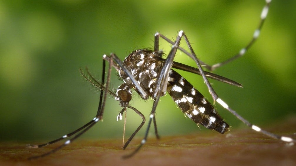 This image shows an Aedes albopictus mosquito. These mosquitoes the spread dengue, Zika and chikungunya viruses