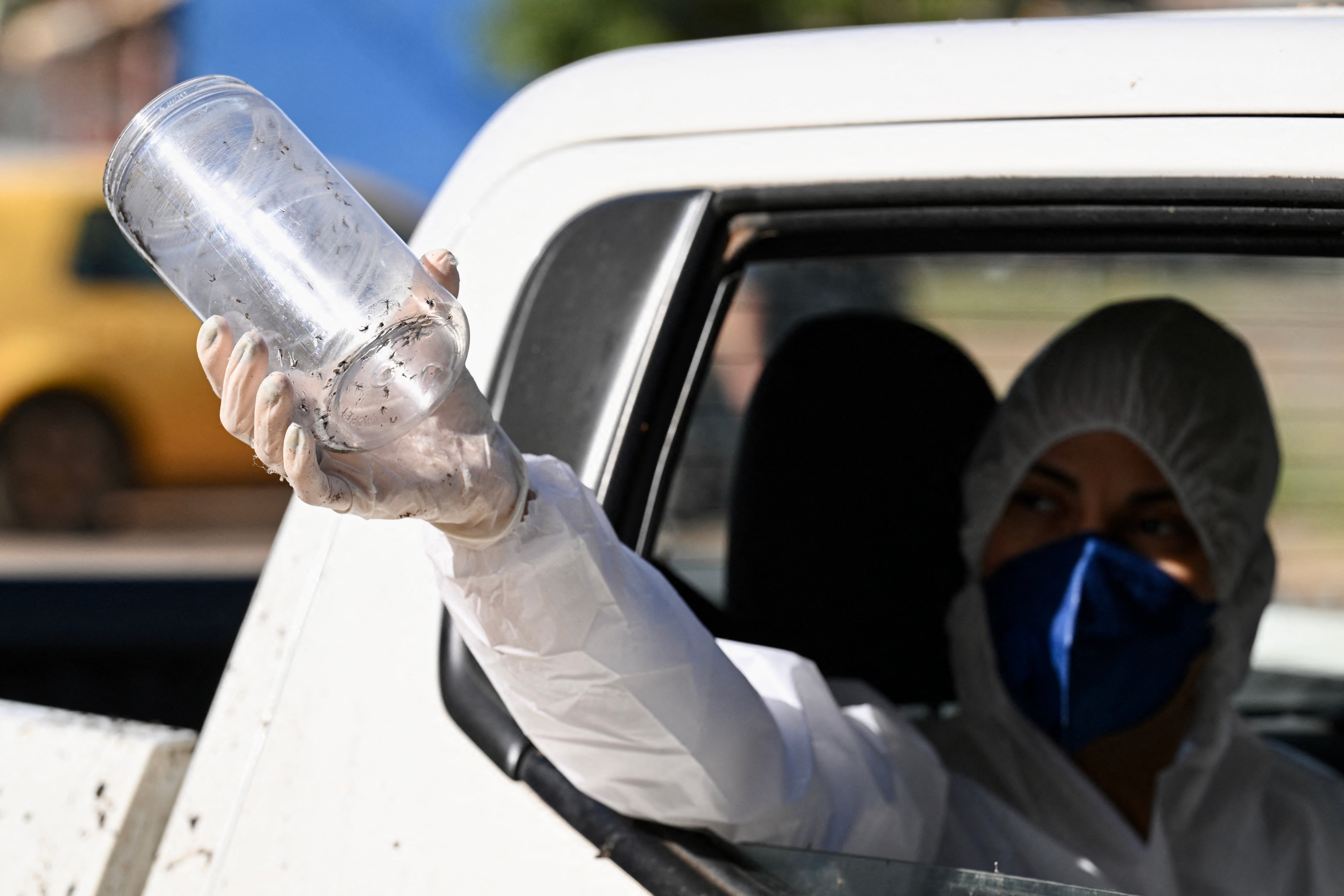 Aedes aegypti mosquitoes infected with Wolbachia bacteria are released in Brazil in March. A subsidiary of Google’s parent company Alphabet has requested federal approval to start similar releases in the U.S.
