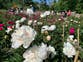 The peony pilgrimage has begun: Historic garden draws thousands with its spectacular blooms