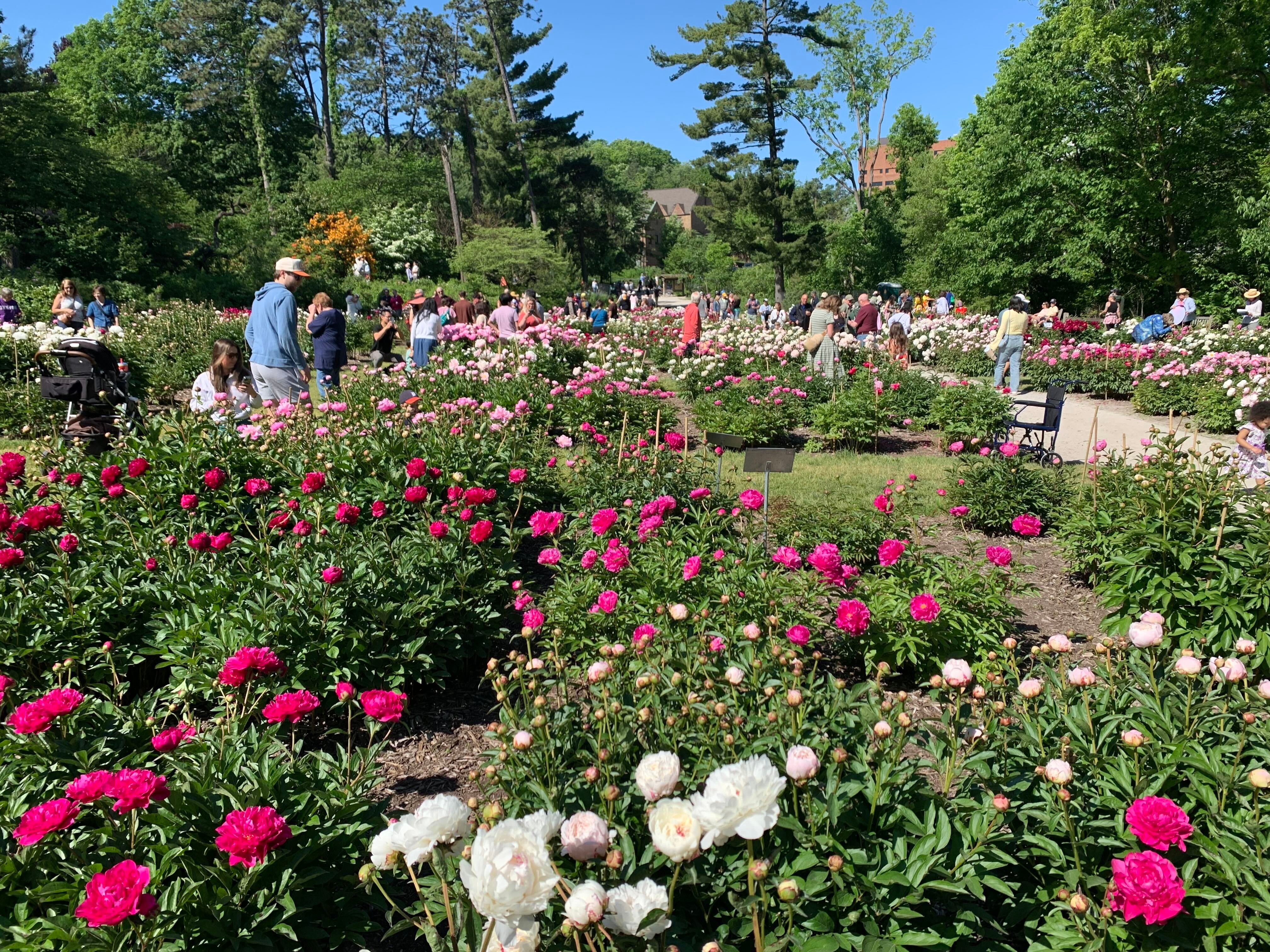 For those particularly drawn to the peony's distinctive scent, it is recommended to arrive early in the morning or late in the evening