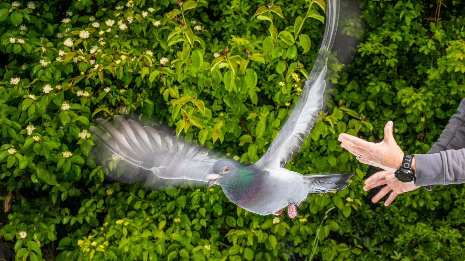 Homing pigeon being released by scientist
