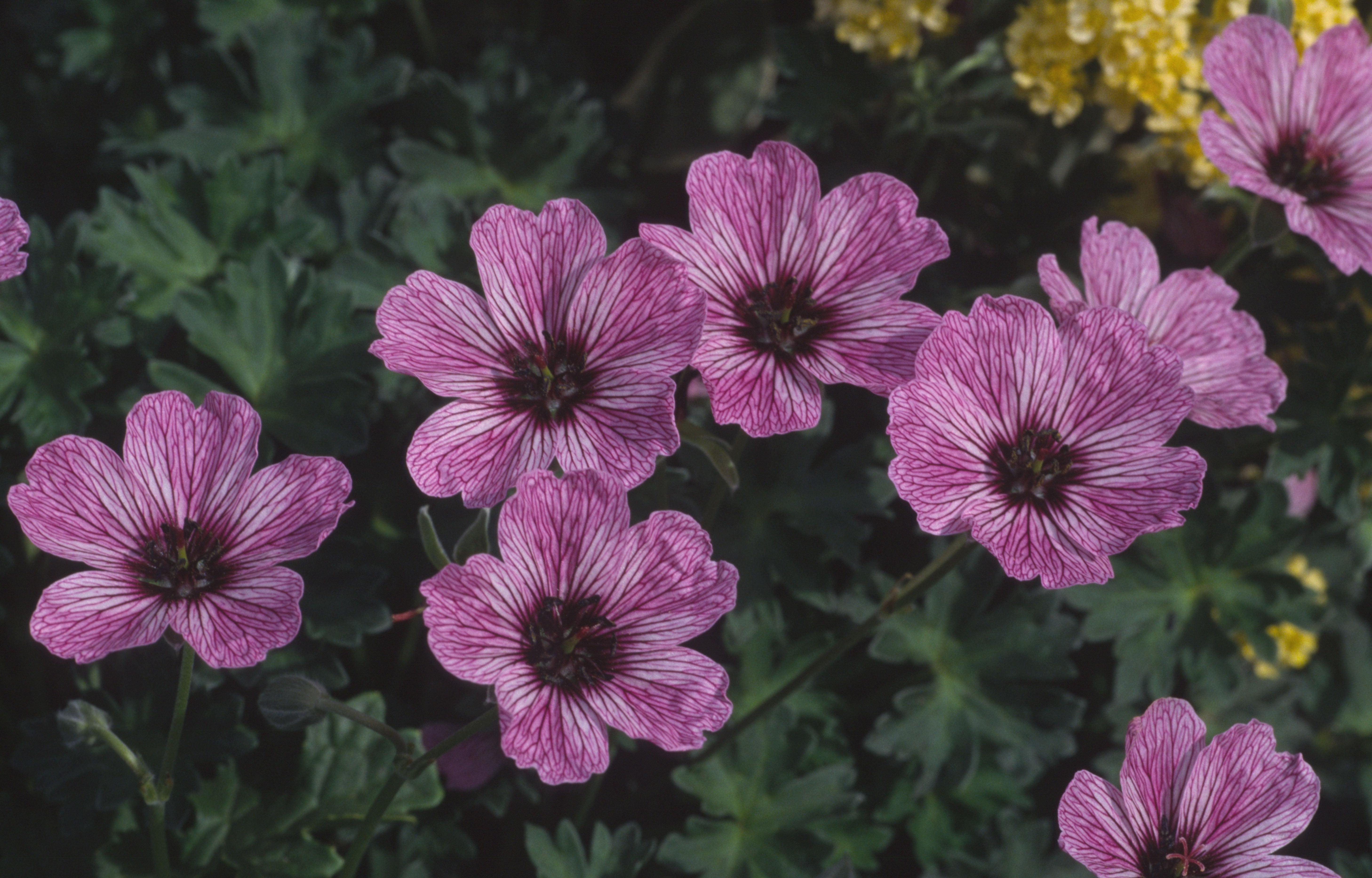 Hardy geraniums tolerate shade (Alamy/PA)
