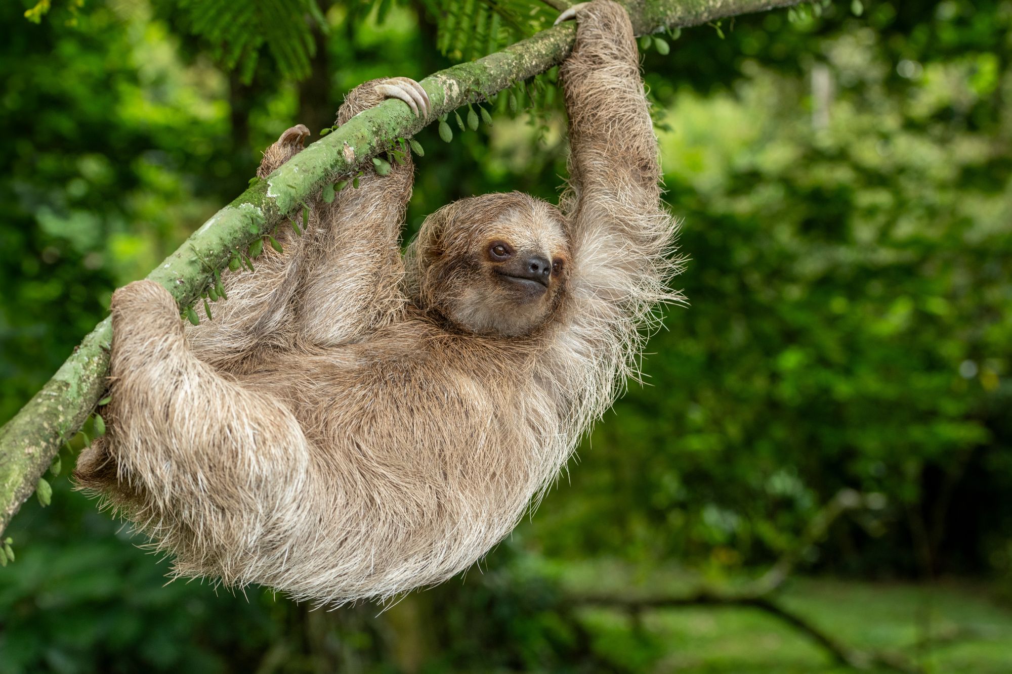 independent.co.uk - Janey Fry - Purposeful travel: Reset and restore in Costa Rica through eco-tourism and nature