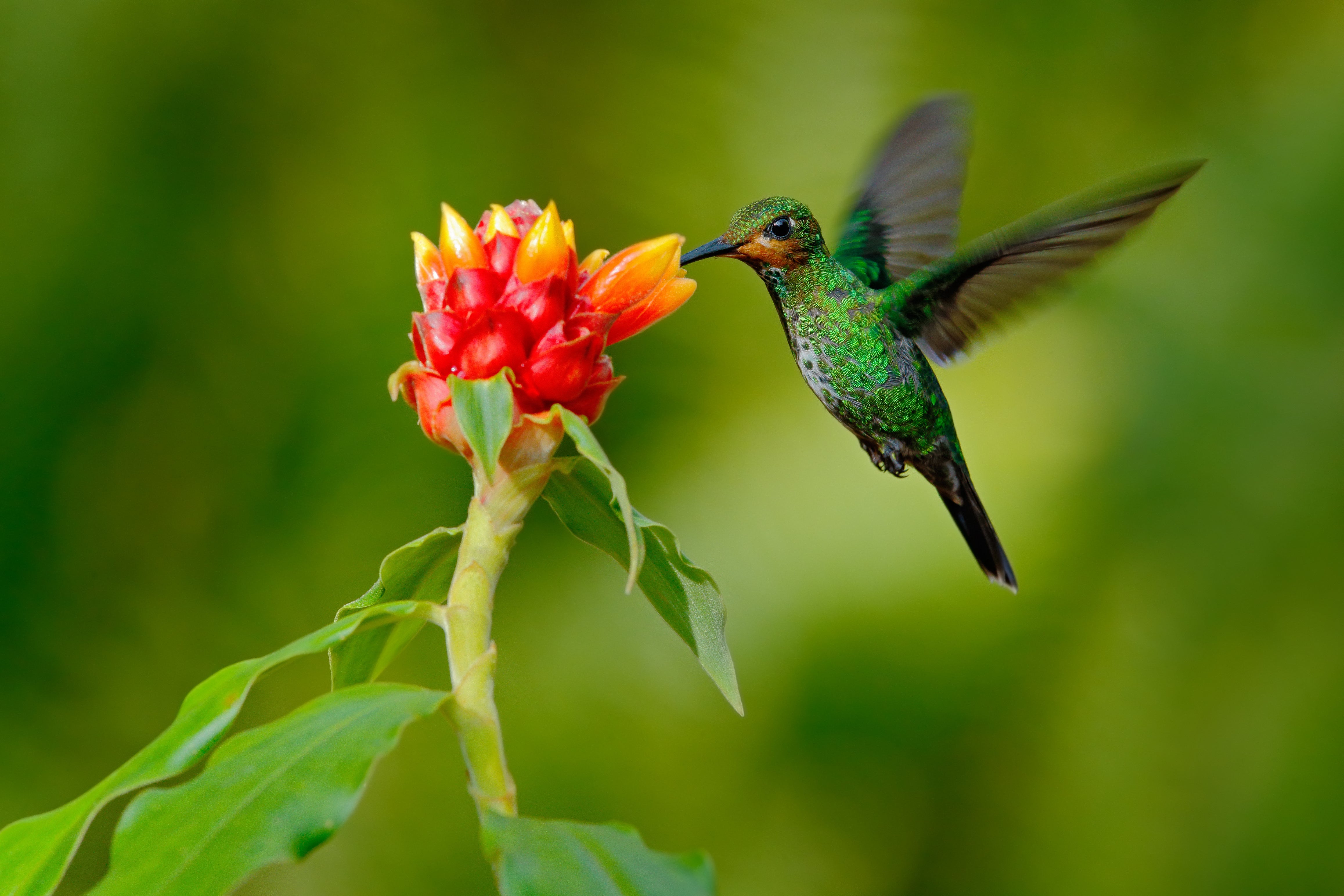 Hummingbirds are just one of over 900 brightly hued birds you can spot in Costa Rica