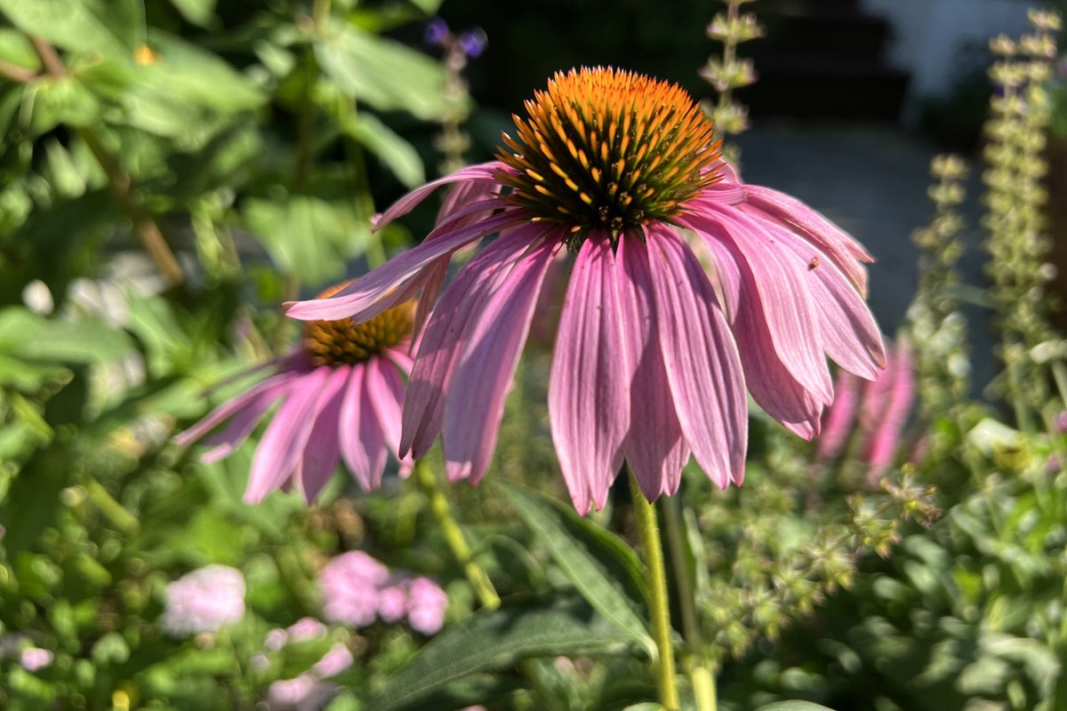 The best flowers for hot and dry summers that will thrive in your garden 