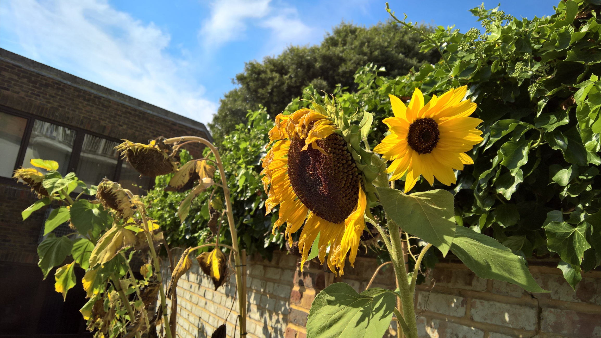 Sunflowers love the sun. What more is there to say?