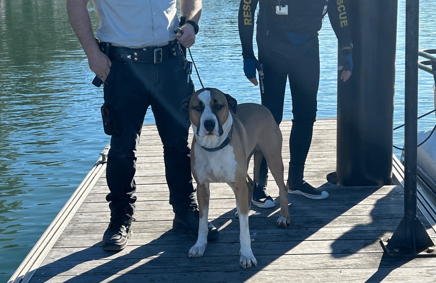 https://static.independent.co.uk/2026/06/02/4/06/The-dog-was-handed-over-to-a-Council-Ranger-1-ezgif-com-webp-to-jpg-converter-(1).jpg?trim=0,20,0,19&width=1200&height=800&crop=1200:800