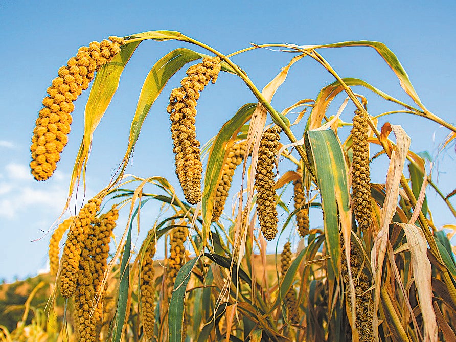 independent.co.uk - Wang Qian - Ancient climate study reframes origins of millet farming