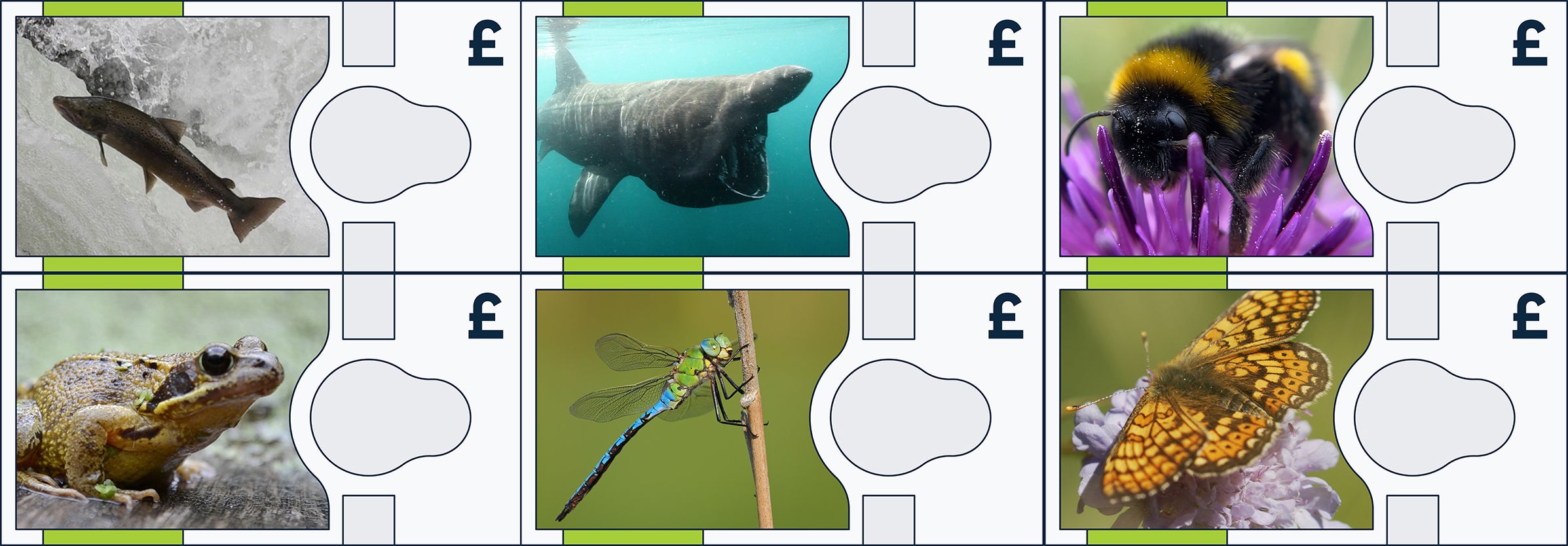 Some of the wildlife that could feature on the next banknotes, including Atlantic salmon, basking shark and common frog (Bank of England/PA)