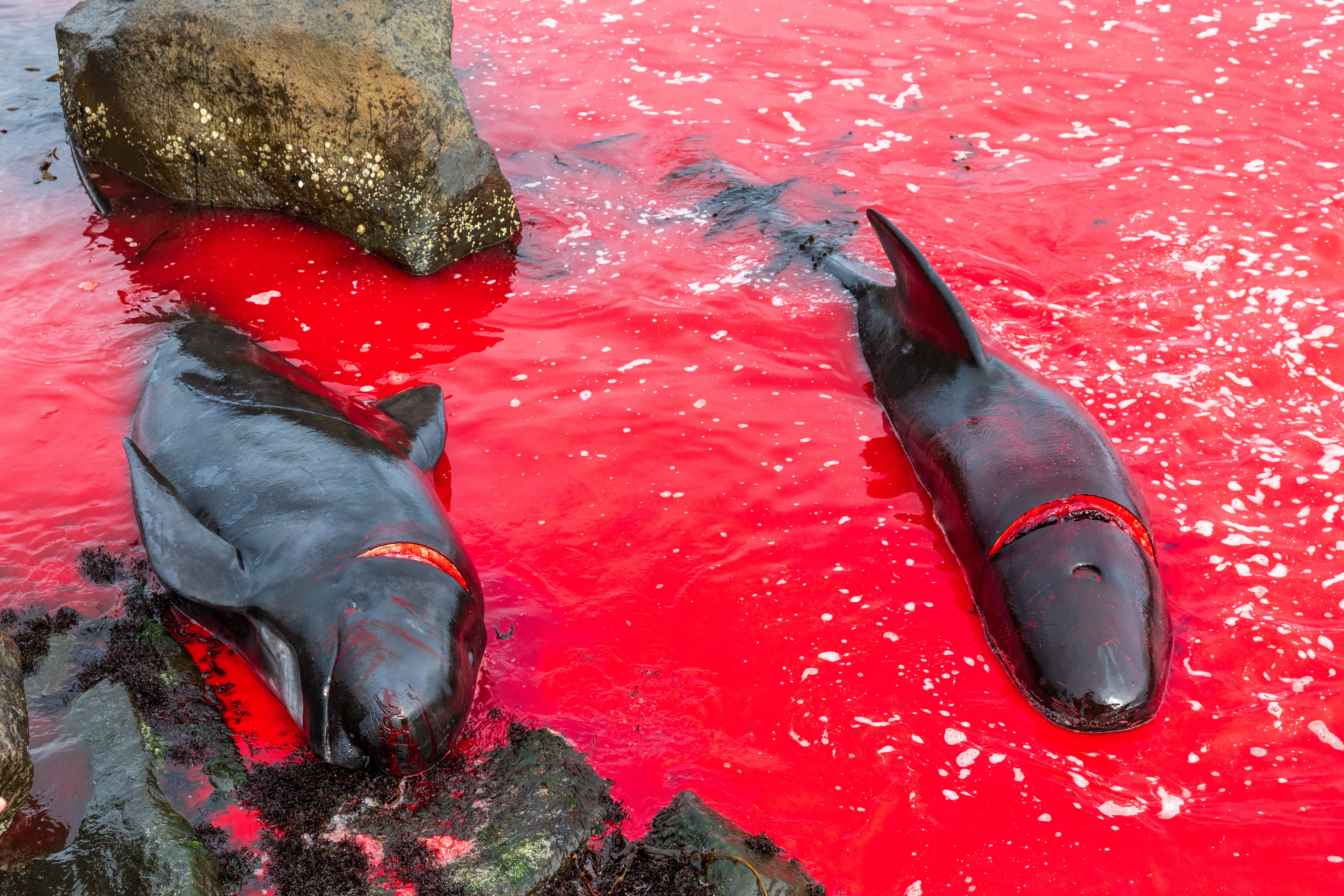 The waters around the Faroe Islands turned bright red with blood during the purges this year (Sea Shepherd)