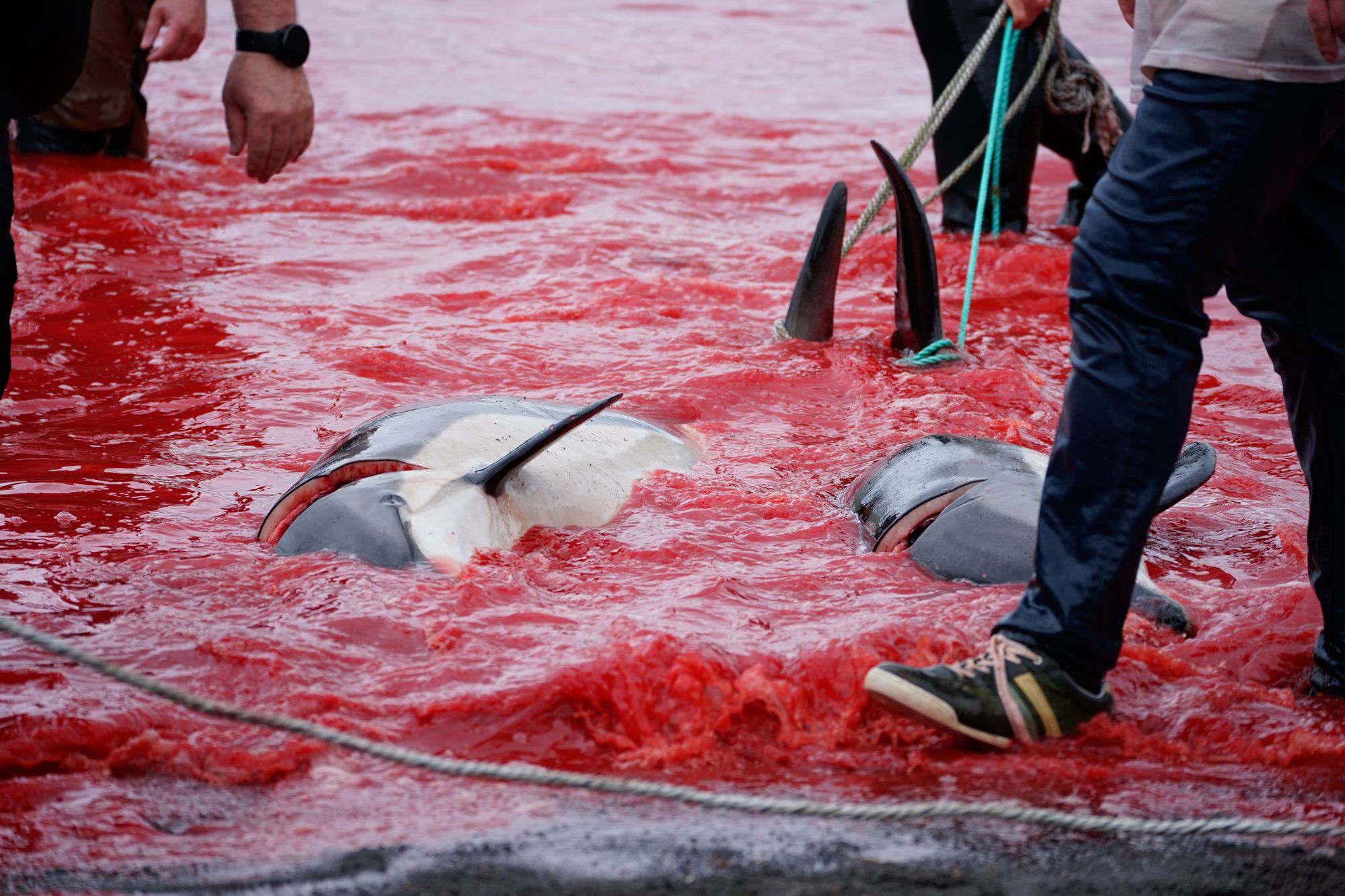 More than 700 whales and dolphins were killed in massacres off the Faroe Islands in late May (Sea Shepherd)