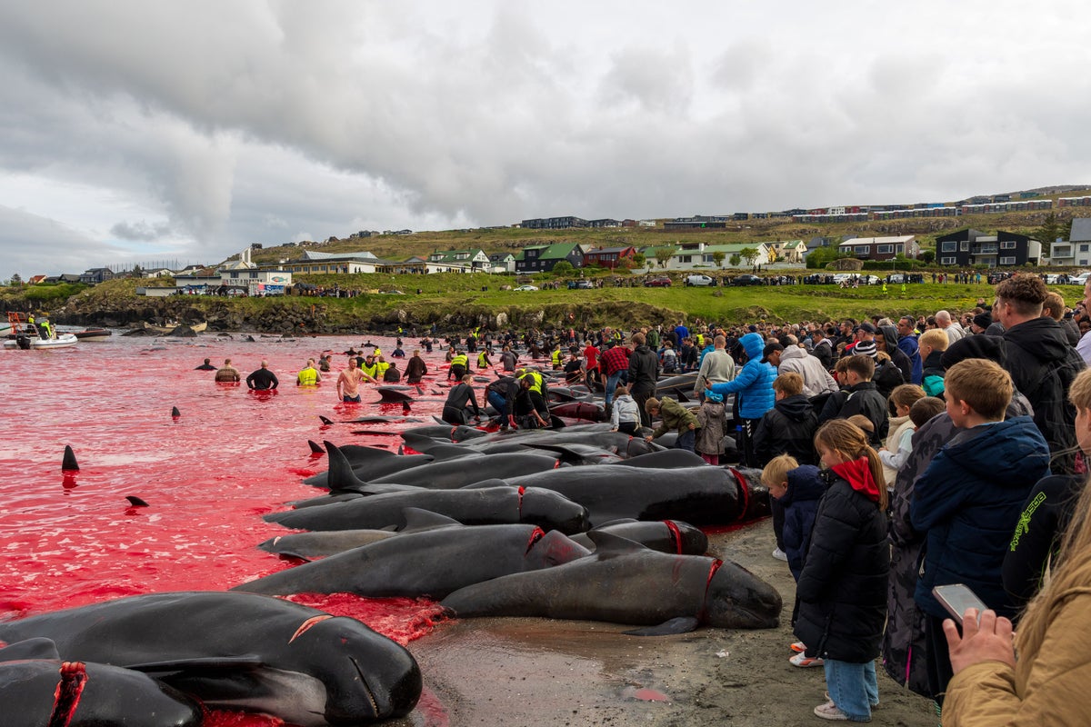Hundreds of whales slaughtered in Faroe Islands as annual cull turns sea blood red Hundreds of whales slaughtered in Faroe Islands as annual cull turns sea blood red