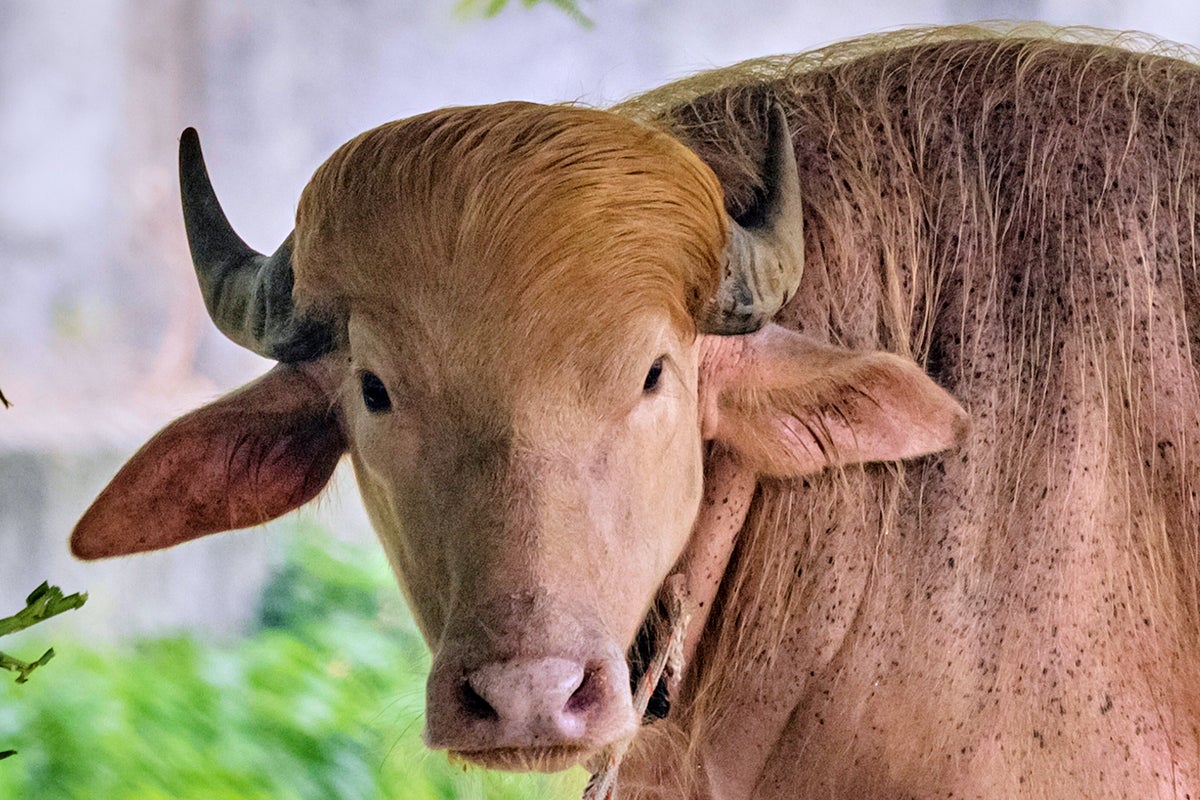 Albino buffalo nicknamed ‘Donald Trump’ draws huge crowds at Bangladesh zoo