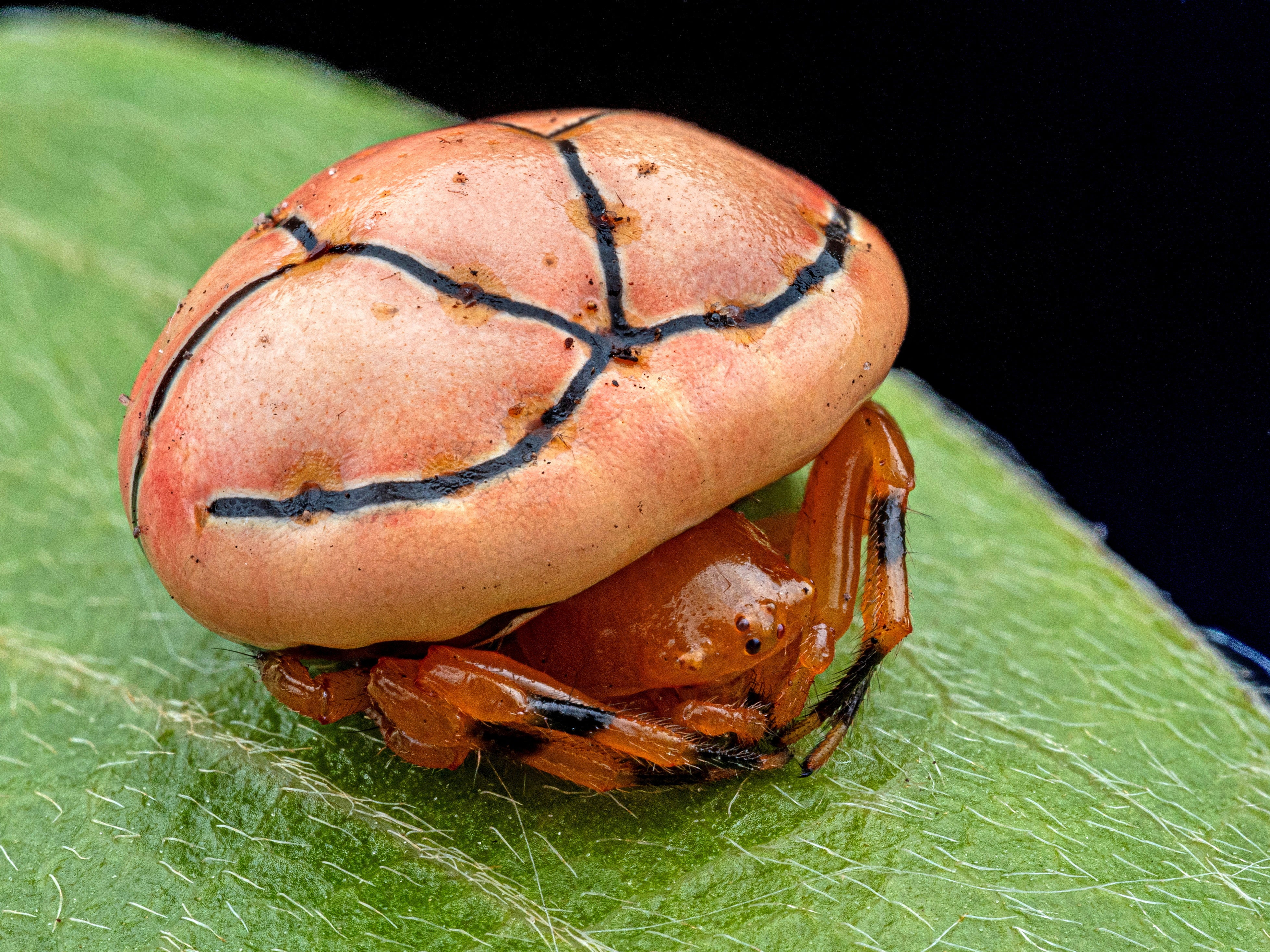 Experts also identified a new blood orange-hued ladybird orb-web spider