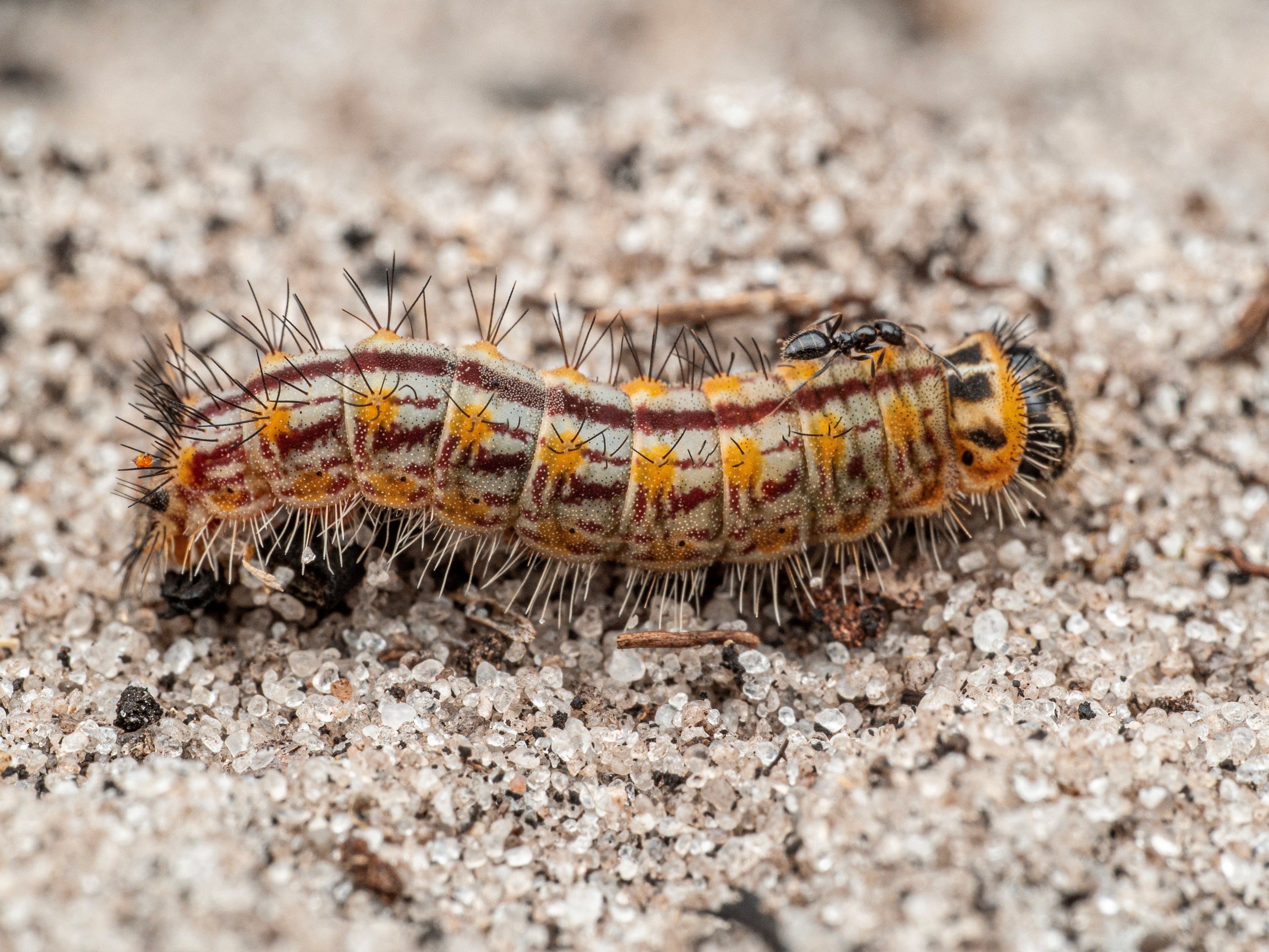 A new species of a copper caterpillar, discovered during a scientific expedition to Angola's remote Lisima plateau