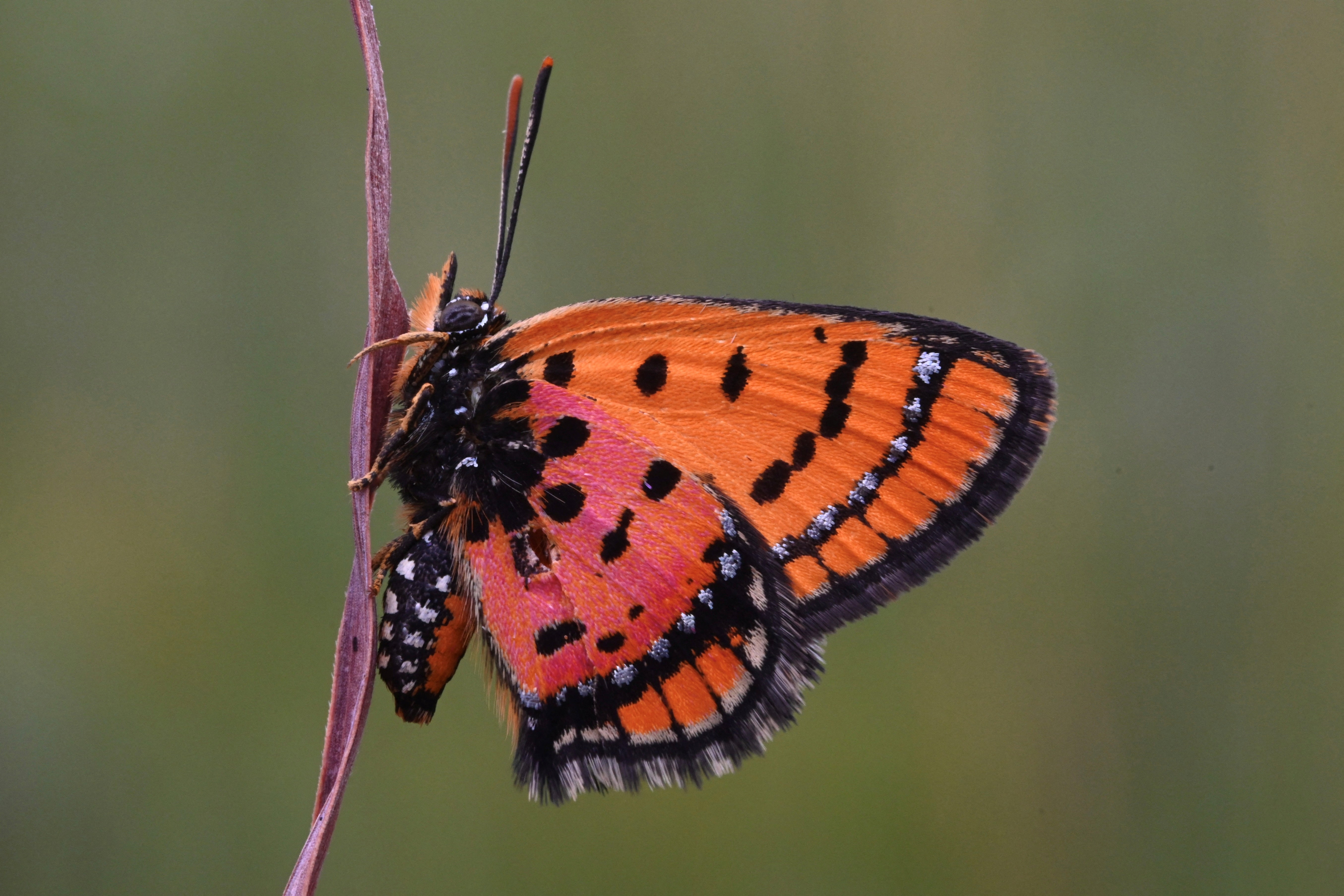 independent.co.uk - Tim Cocks - Scientists discover dozens of new species during remote Angola expedition