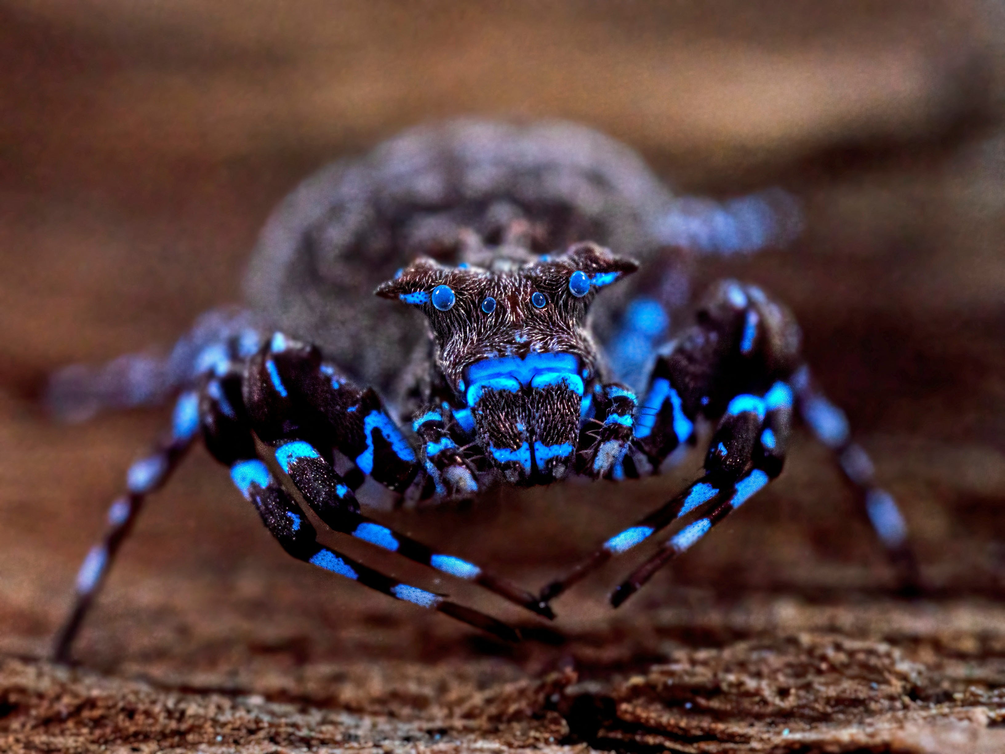 A crowned crab spider that fluoresces under UV light