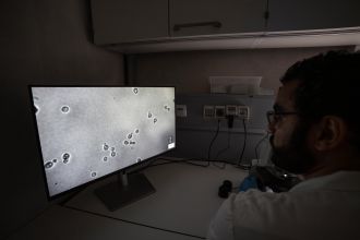 Der Mikrobiologe Mohamed Sarhan untersucht die Hefezellen unter dem Mikroskop