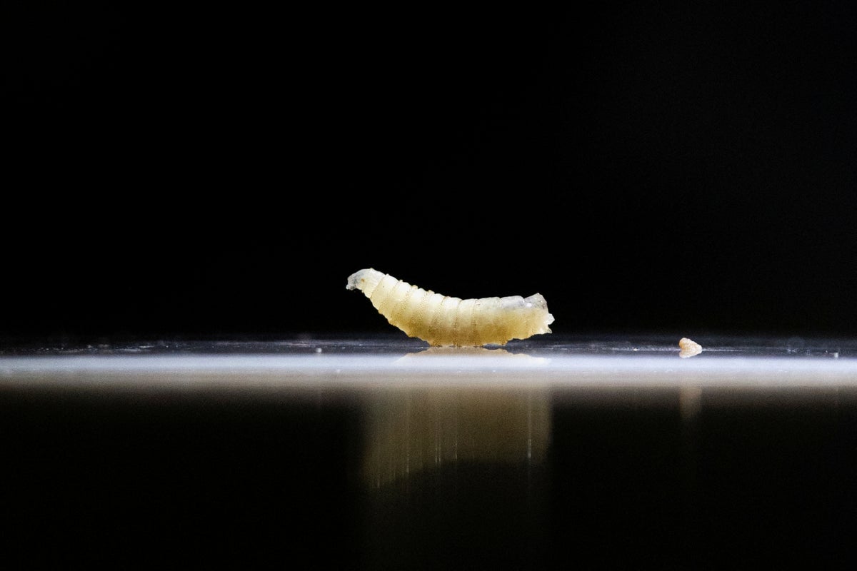 https://static.independent.co.uk/2026/06/04/08/2026-06-03T175252Z_1706356934_RC2VFFAHZBI8_RTRMADP_3_USA-SCREWWORM.JPG?width=1200&height=800&crop=1200:800