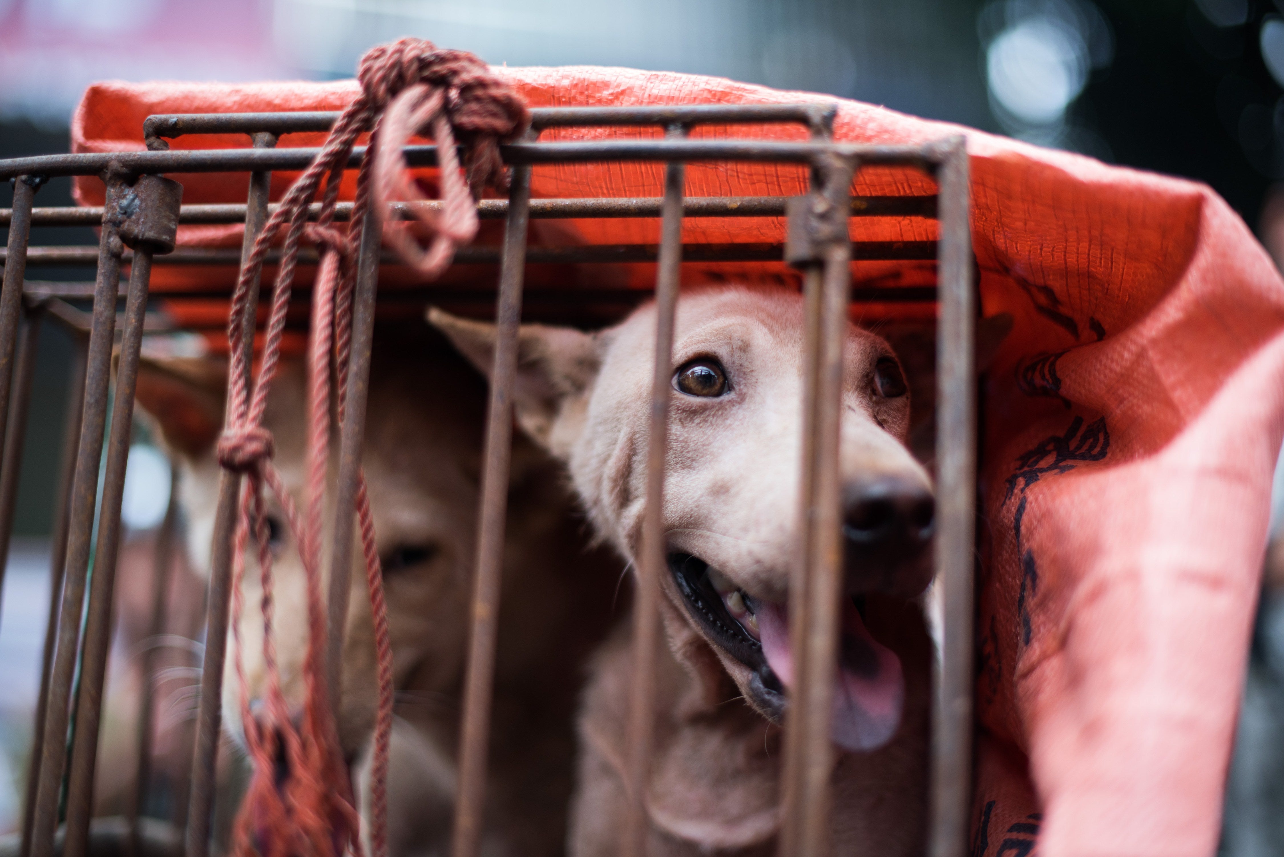 Millions of dogs are said to be slaughtered in China every year for human consumption (file photo) (AFP/Getty)