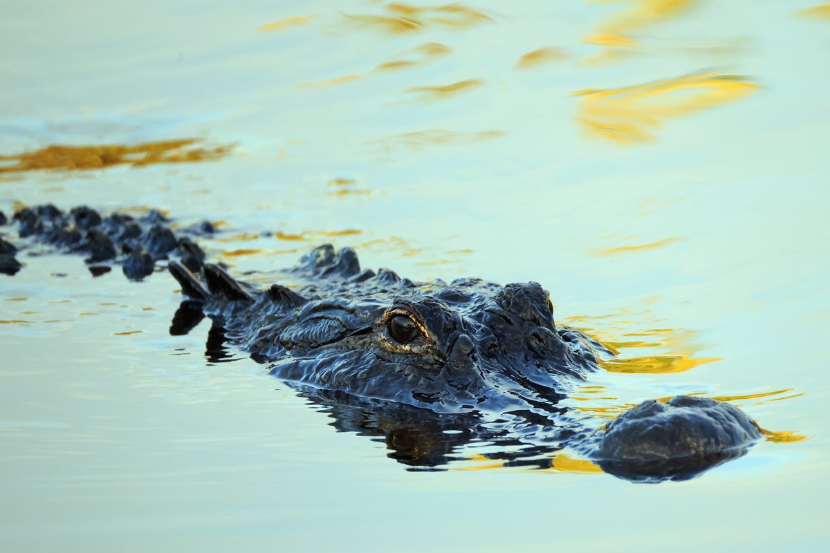 The Anatomy of Ecotourism Liability Risk A Critical Deconstruction of Maritime Negligence and Wildlife Interaction Protocols