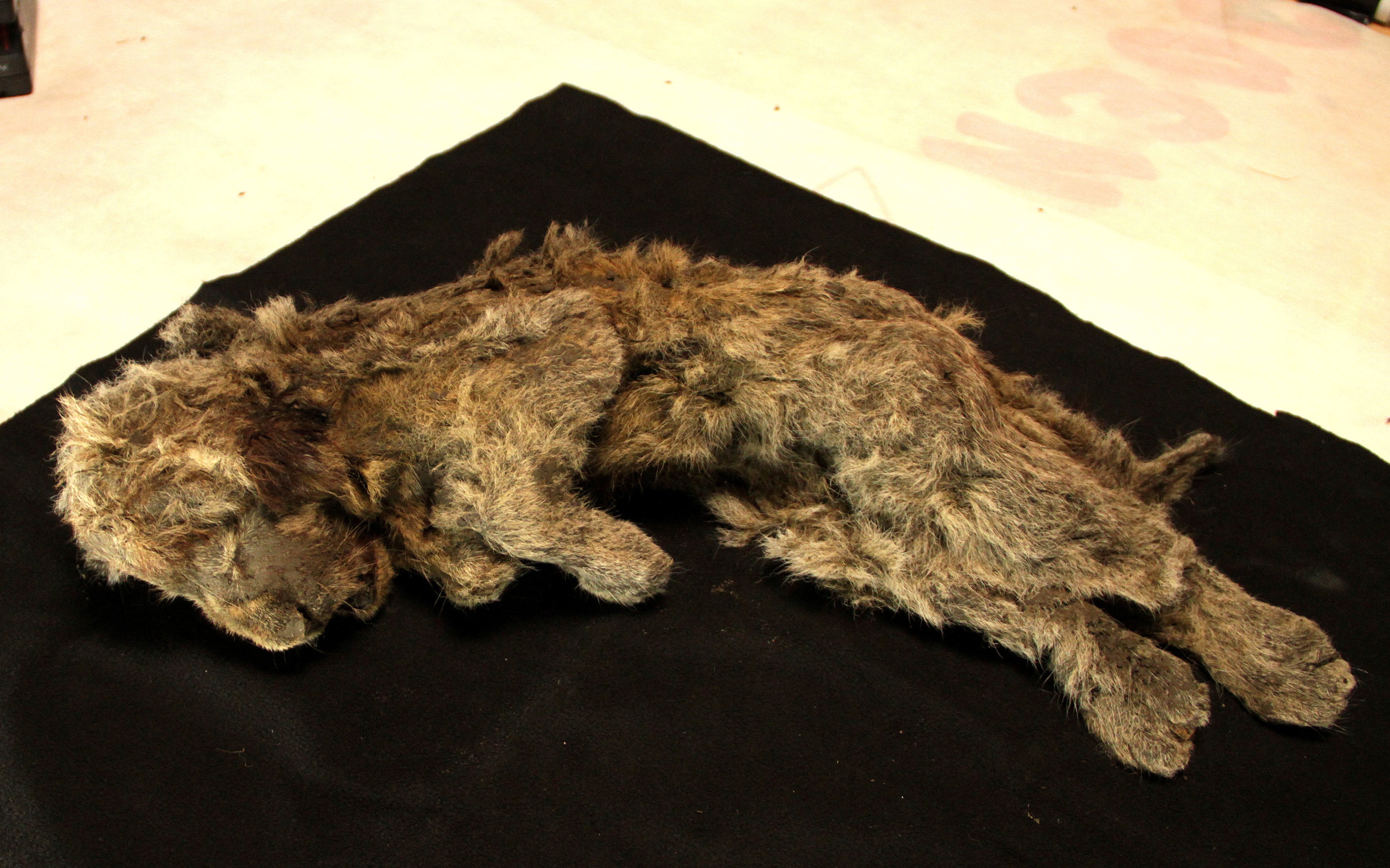 The remains of a frozen female cave lion cub named Sparta, about 32,000 years old and recovered in northeastern Siberia