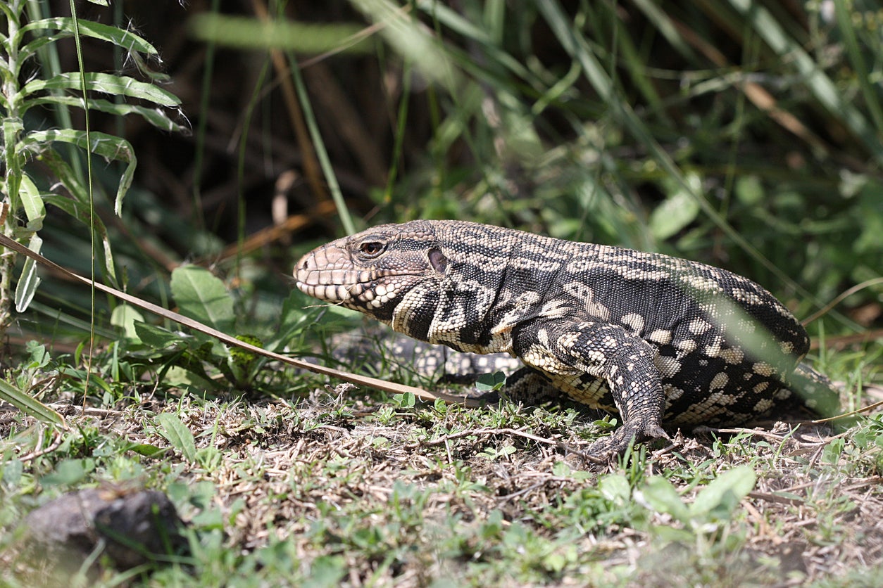 The tegu is native to Brazil, Paraguay, Uruguay and Argentina