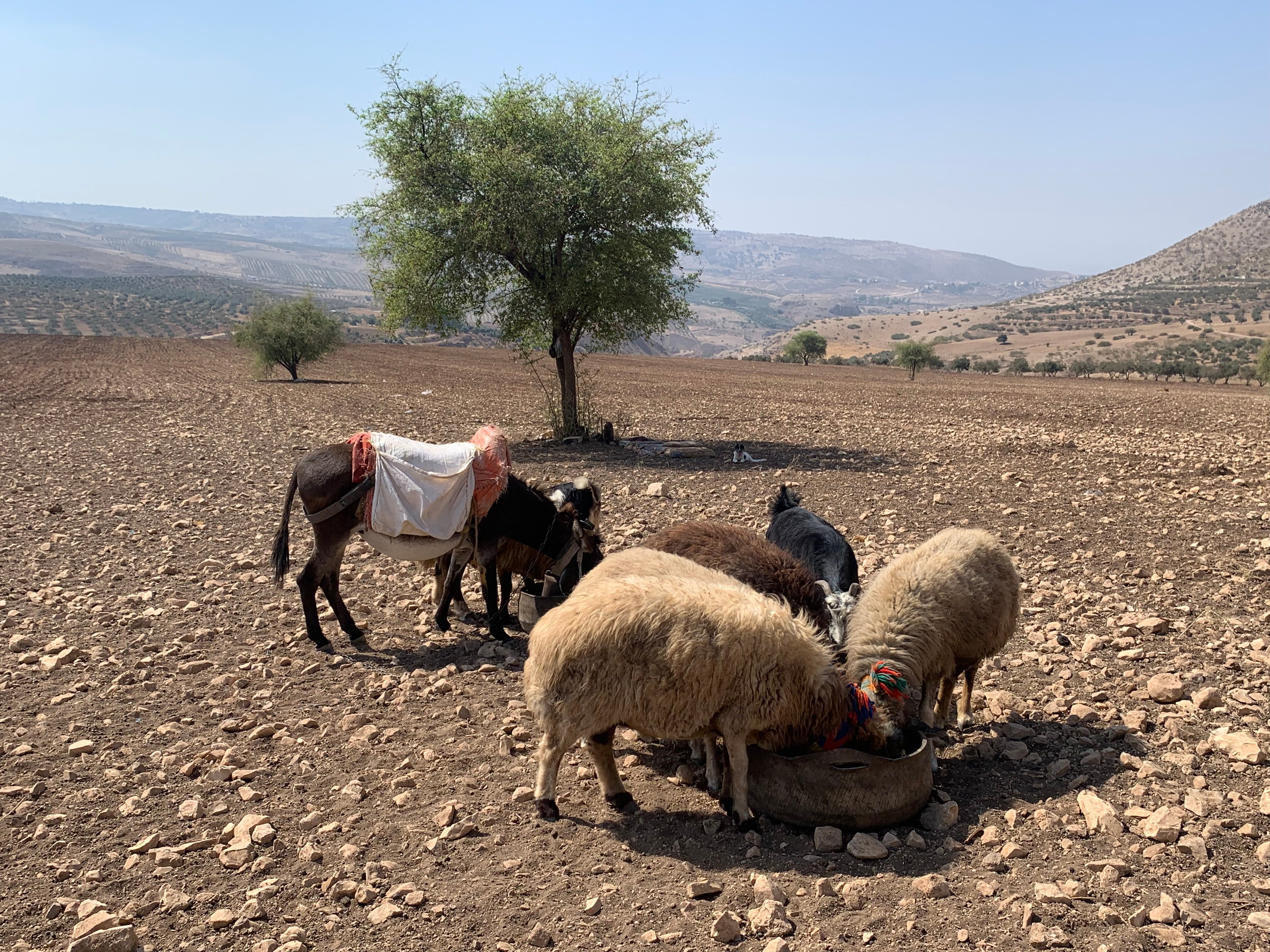 The Jordan Trail weaves 650km from Um Qais in the north to Aqaba in the very south of the country