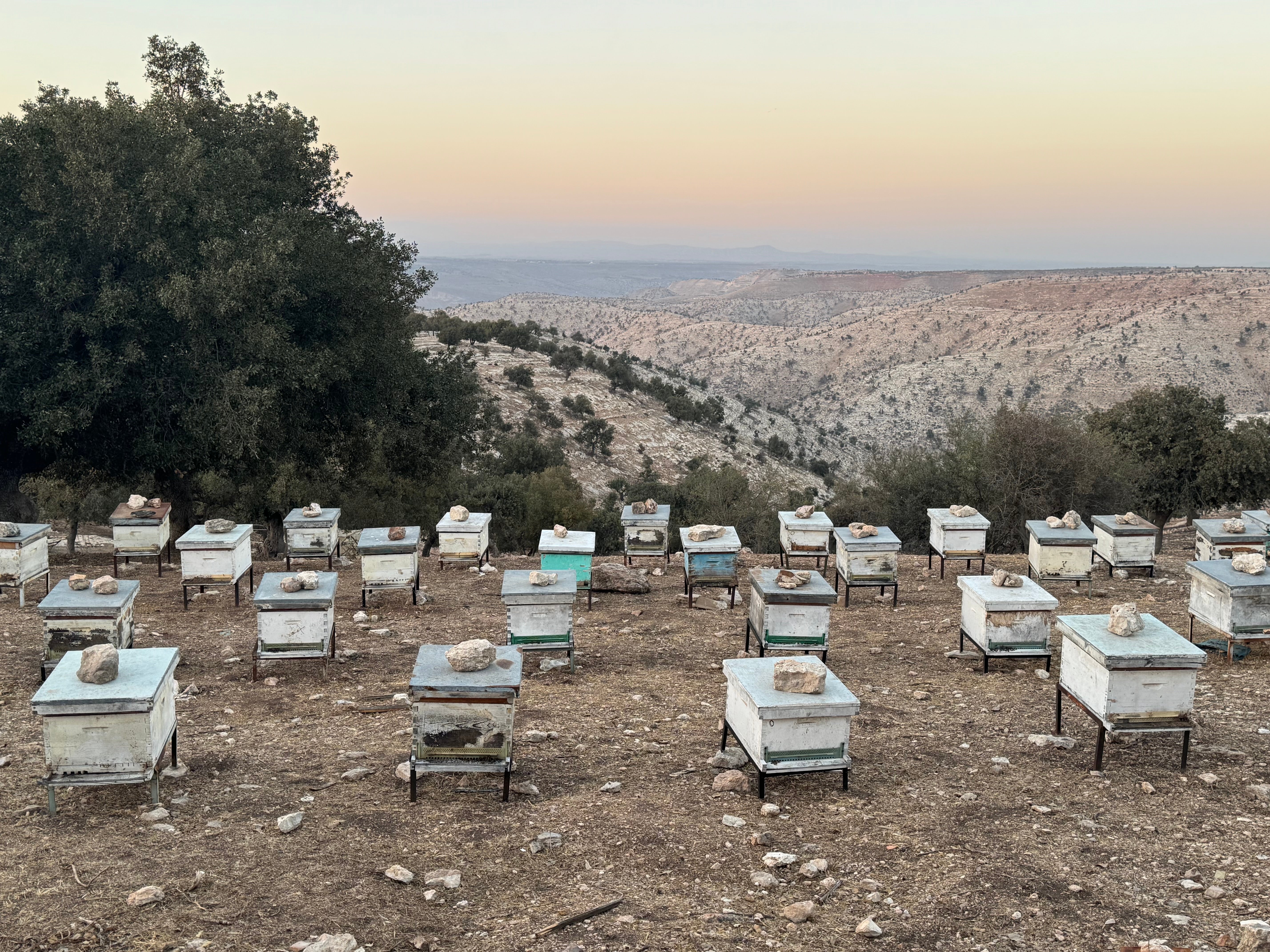 The bees that make Yousef's Honey