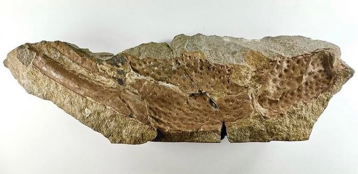 Pincer of scorpion was about the size of today's largest scorpion (Natural History Museum)