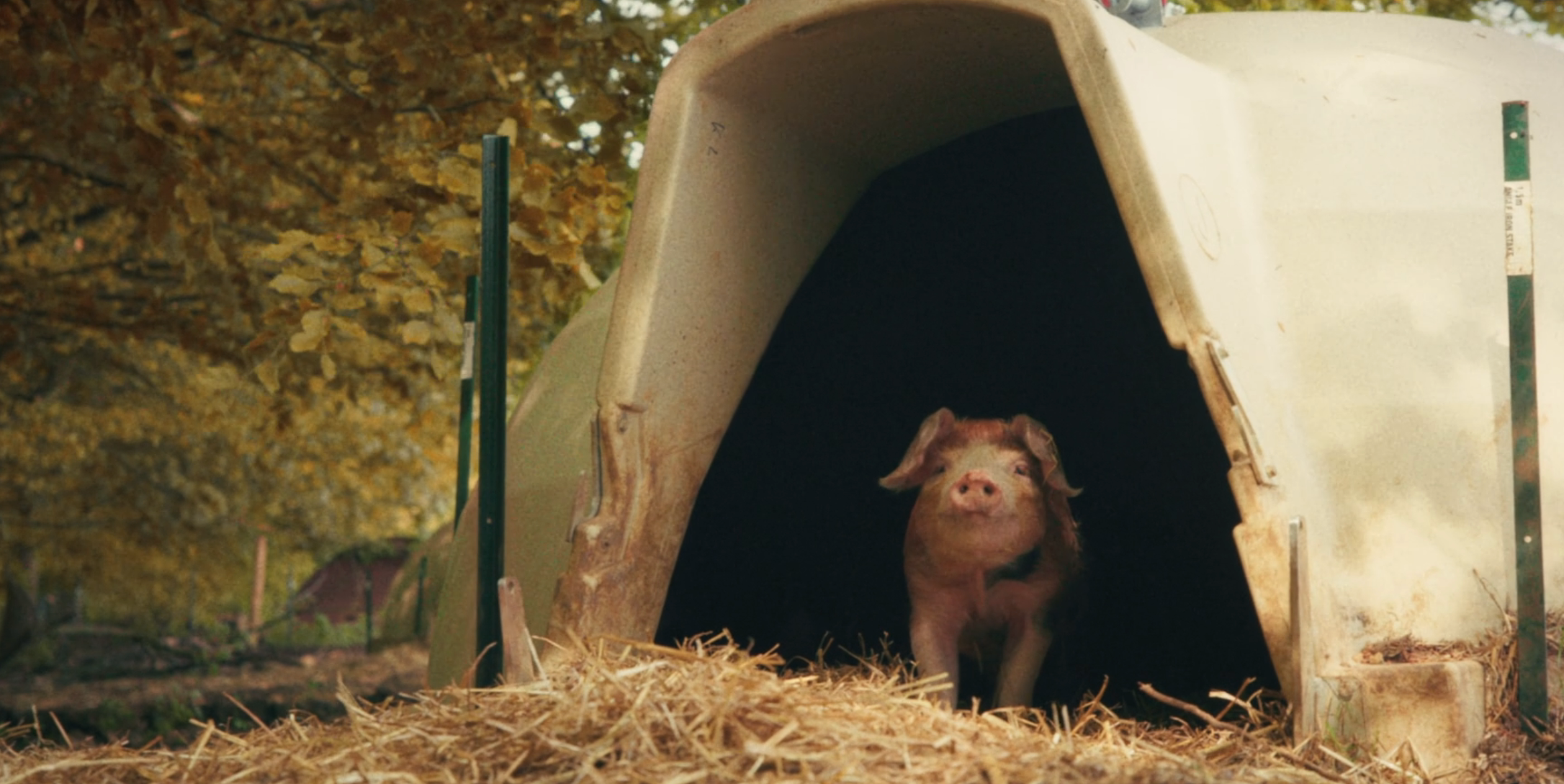 Jeremy Clarkson was forced to give away his pigs in the latest episode of 'Clarkson's Farm'