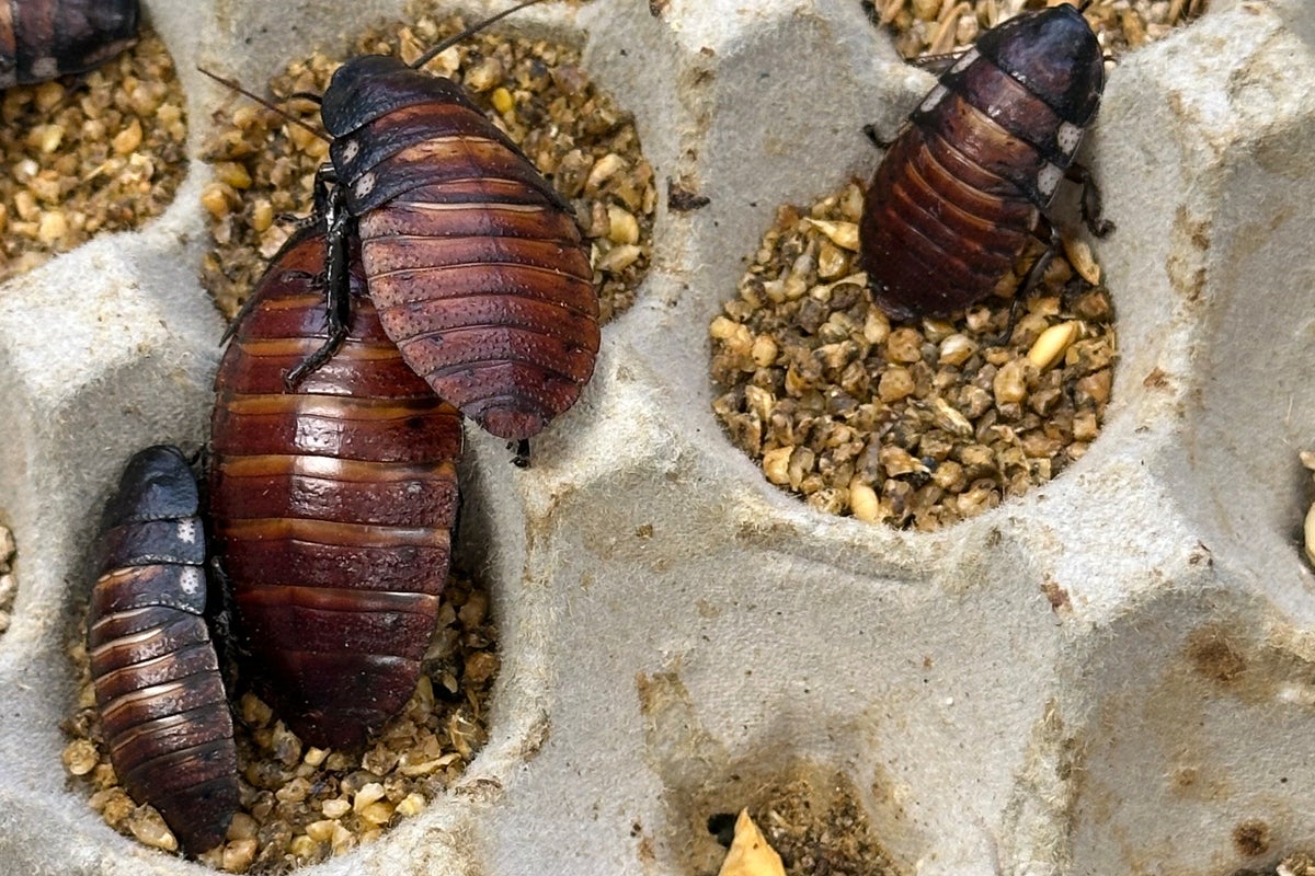 Australian police seize 100,000 live cockroaches in largest-ever bust 