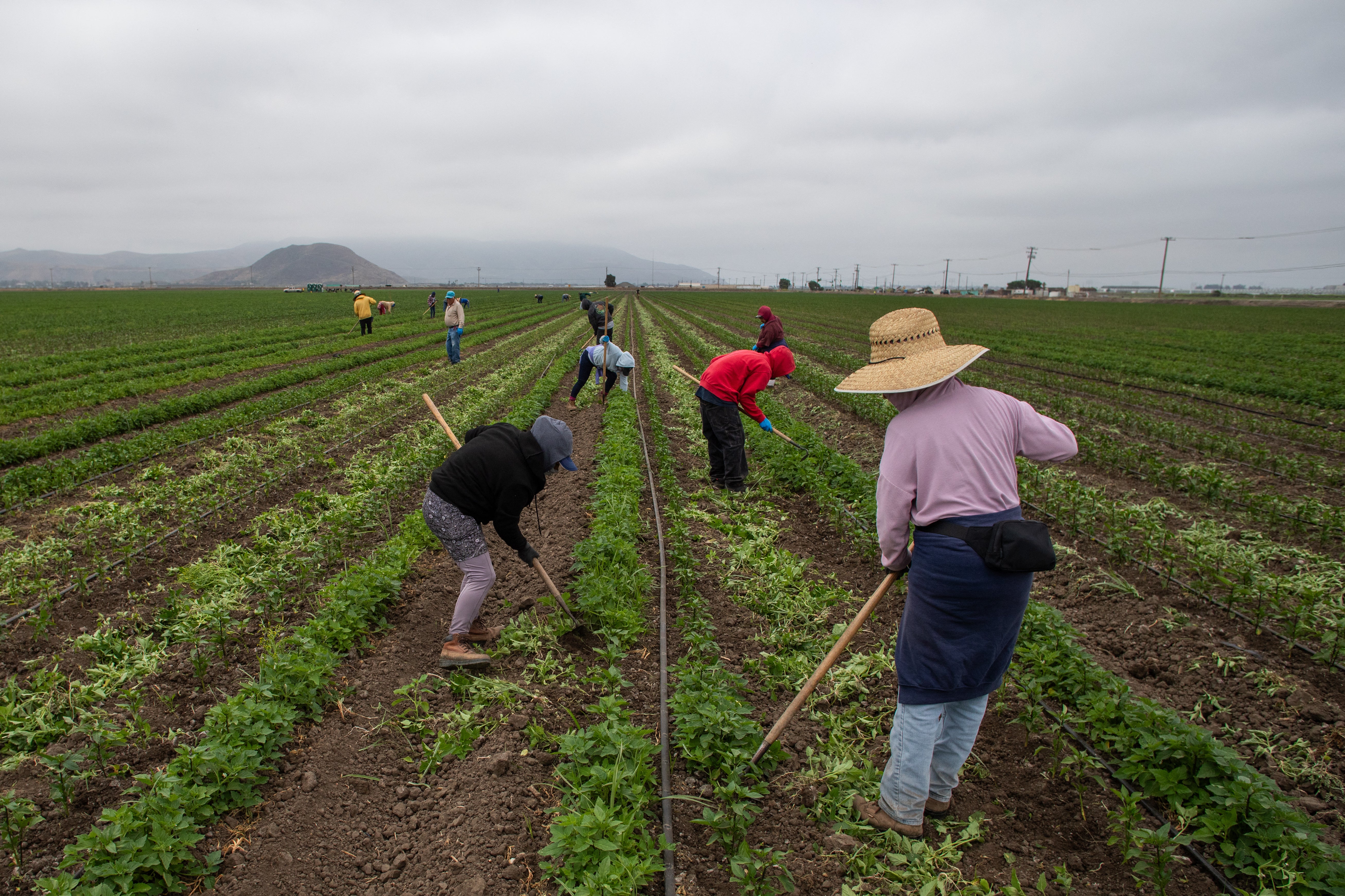 Farmworkers work in a jalepeno field on June 12, 2025 in Oxnard, California