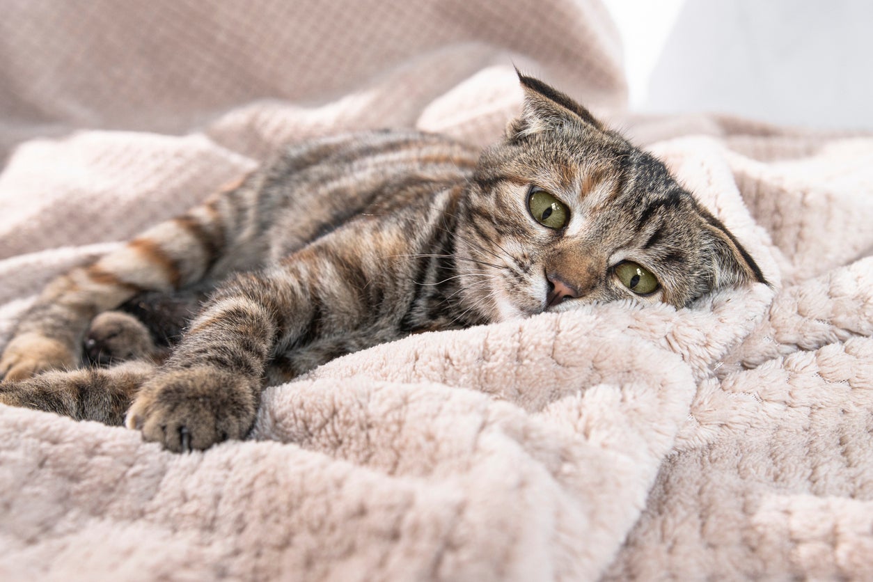 Domestic cats have shown behaviour associated with grief, such as a decrease in eating, sleeping or playing, after the loss of a close companion dog or cat