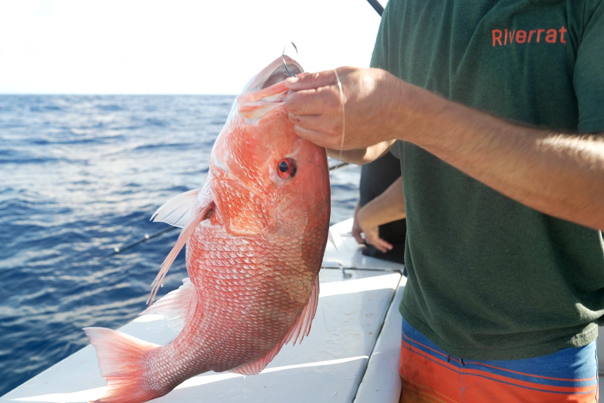 The Anatomy of Marine Deregulation: A Brutal Breakdown of the South Atlantic Red Snapper Conflict