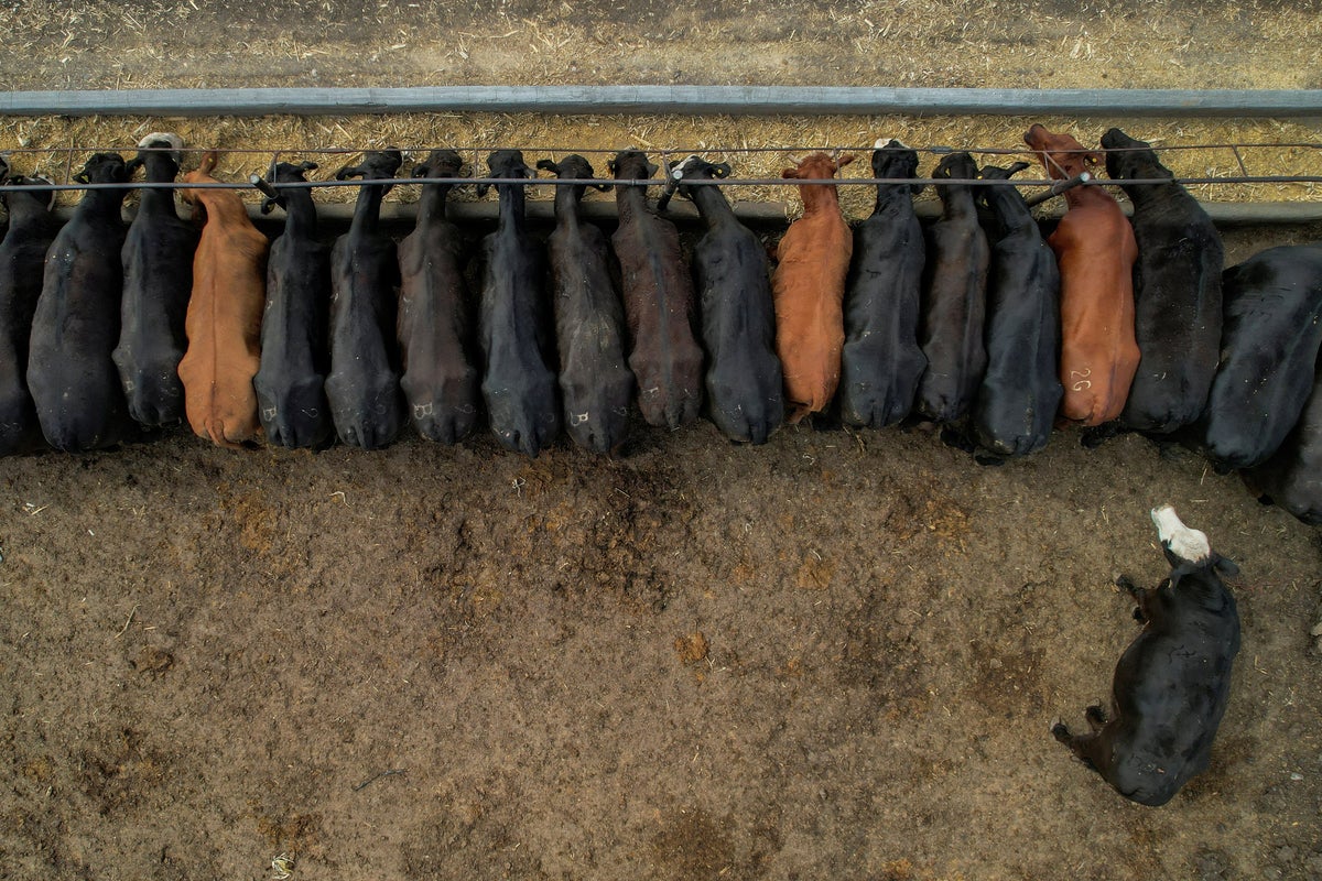 Officials worried about New World screwworm fly infestation threatening cattle industry – UK Times