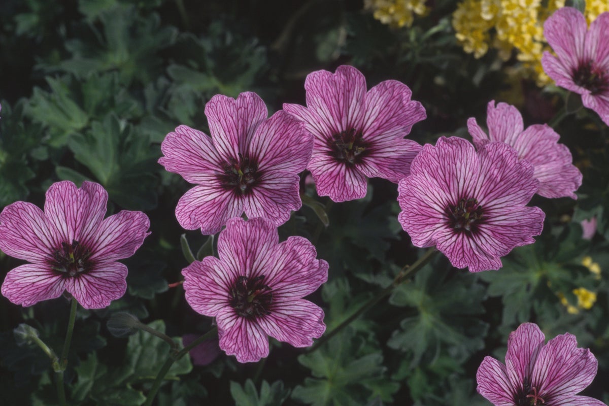 An expert’s guide to making the most of a north-facing garde