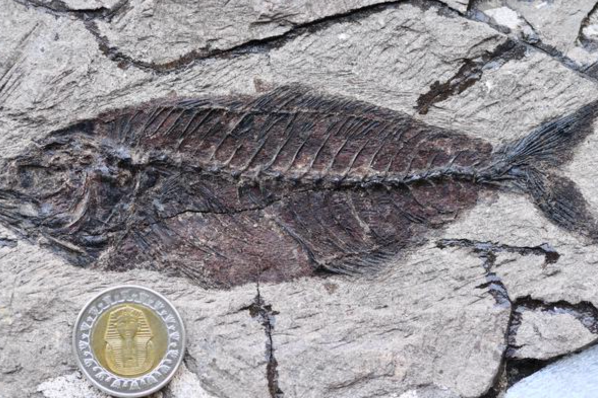 Fossil fishes buried in the desert could solve a mystery in marine history – UK Times Fossil fishes buried in the desert could solve a mystery in marine history – UK Times